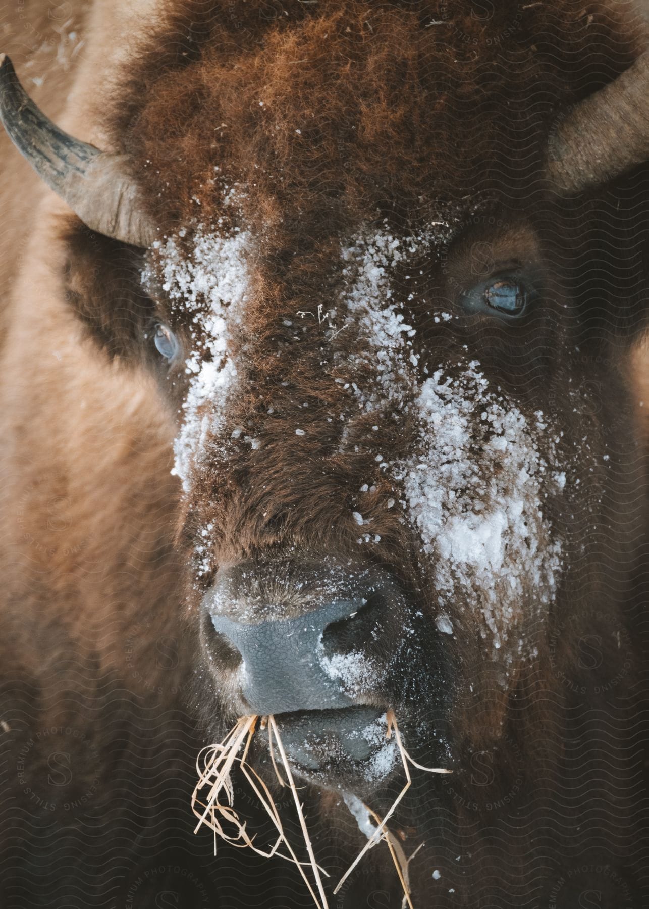 Close-up of a bison chewing grass with snow covering its face.