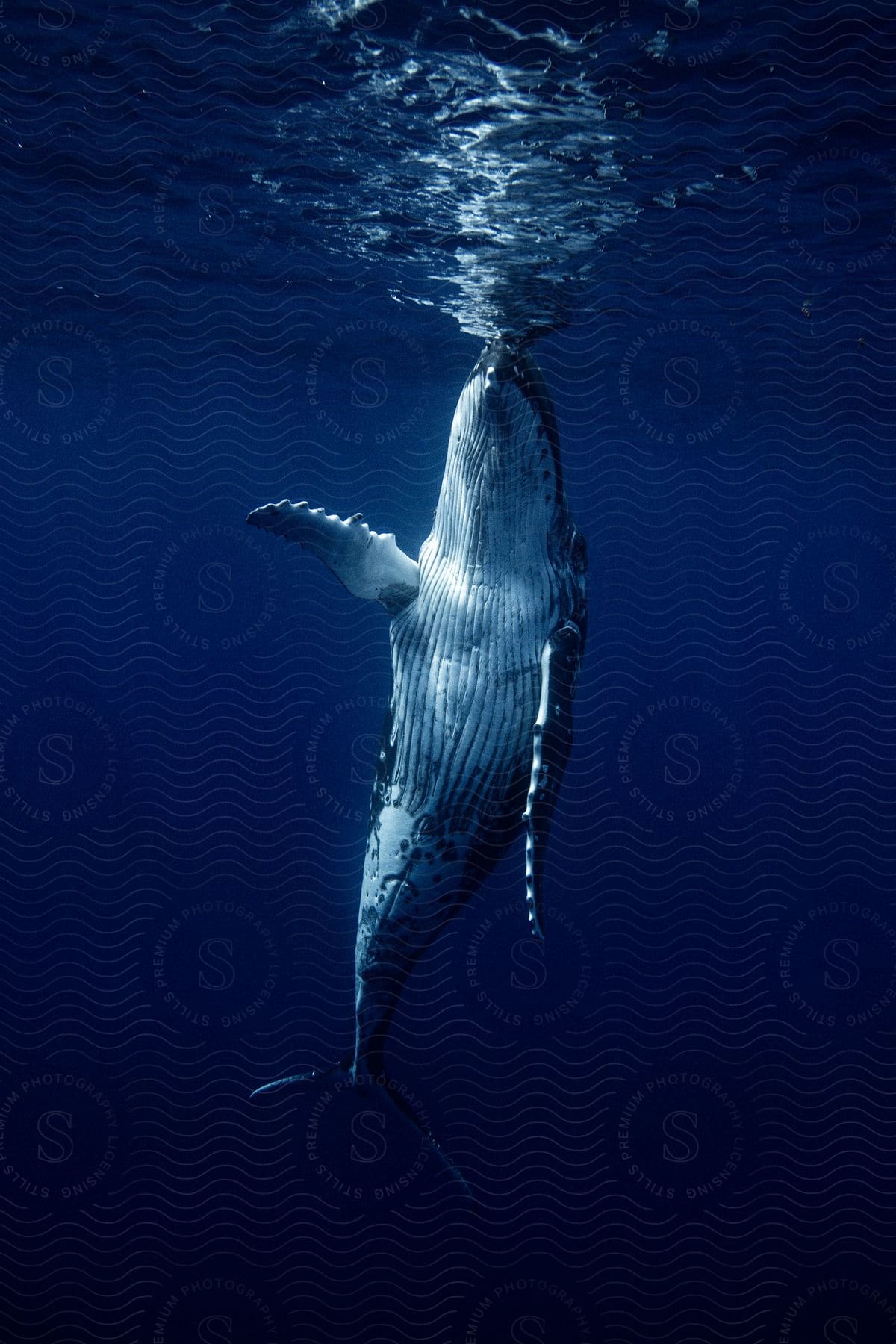 A whale touching the surface of the ocean with its nose.