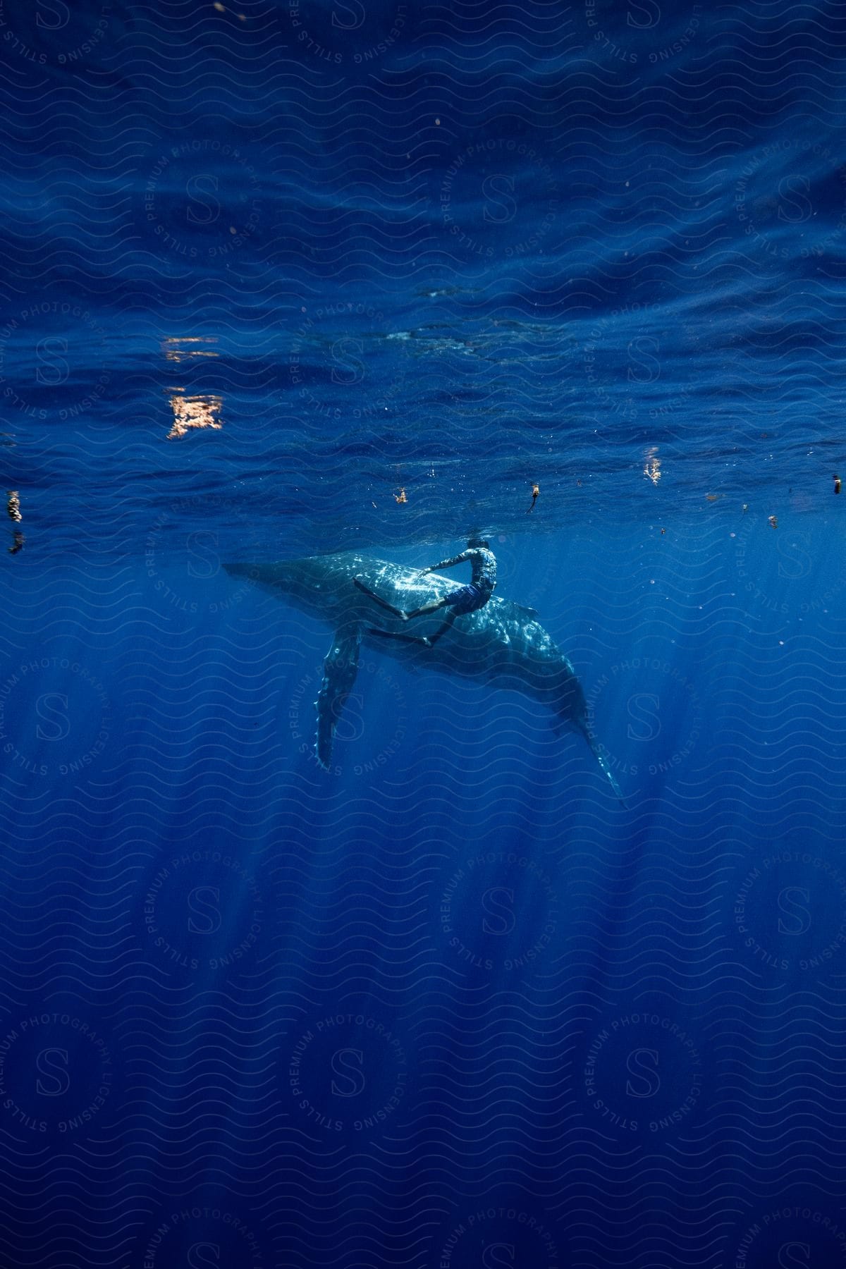 A serene encounter with a majestic whale in the depths of the ocean.