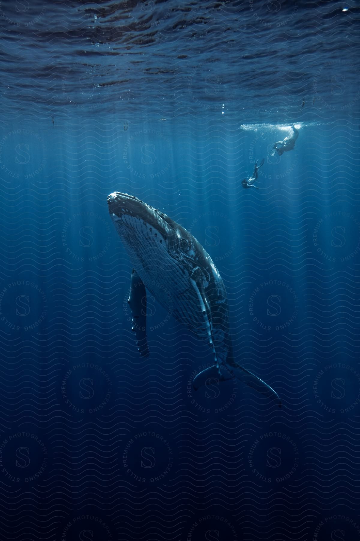 Inside the sea, two divers observe a Humpback whale.