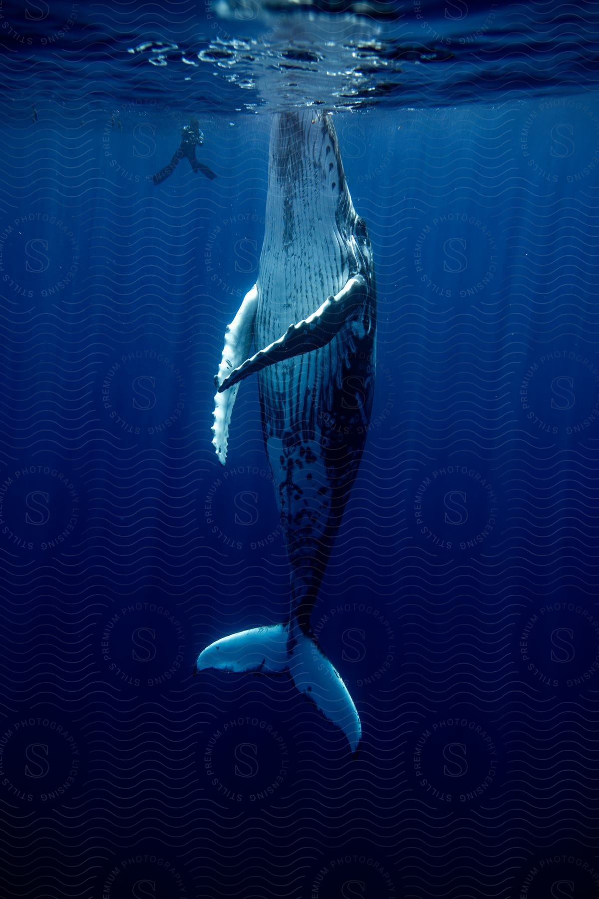 A humpback whale poking its mouth above the water as a man under the surface films it.