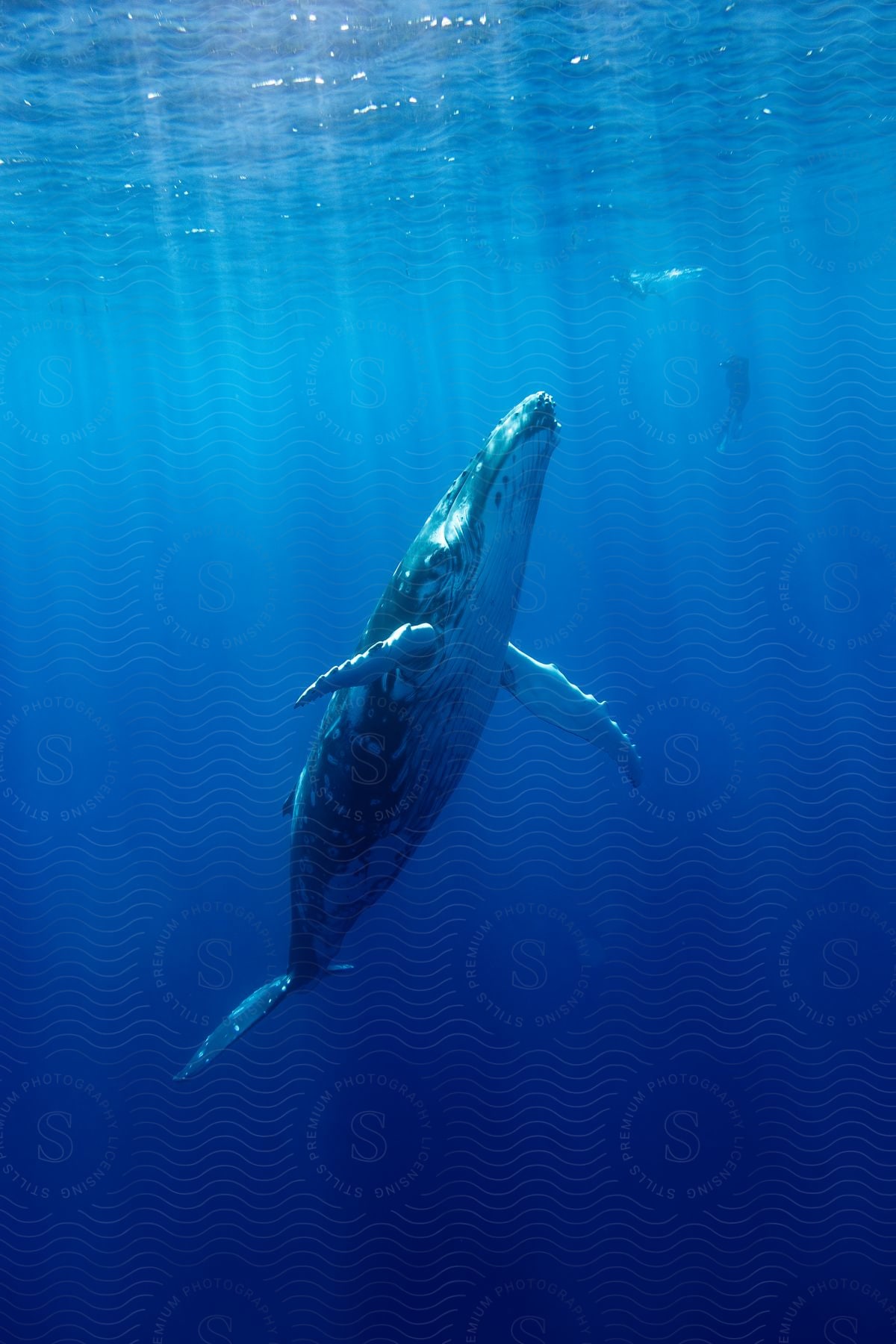 A humpback whale swims to the surface as sunlight shines from above