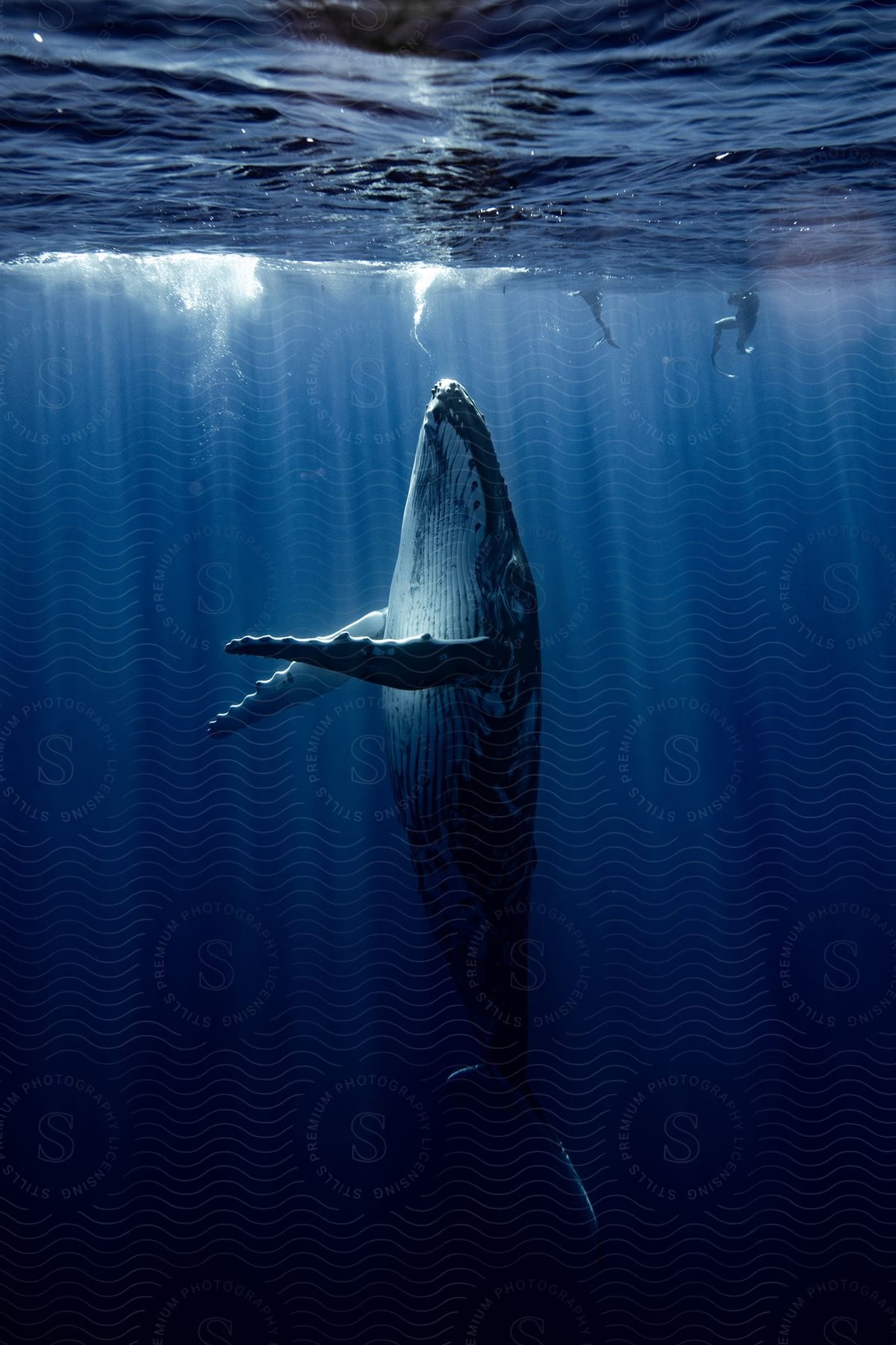 A whale close to the surface with its body lit up by the sun’s rays in the deep blue ocean