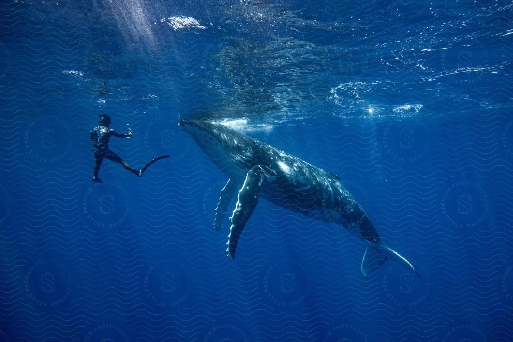 A diver swimming with a whale in the ocean.