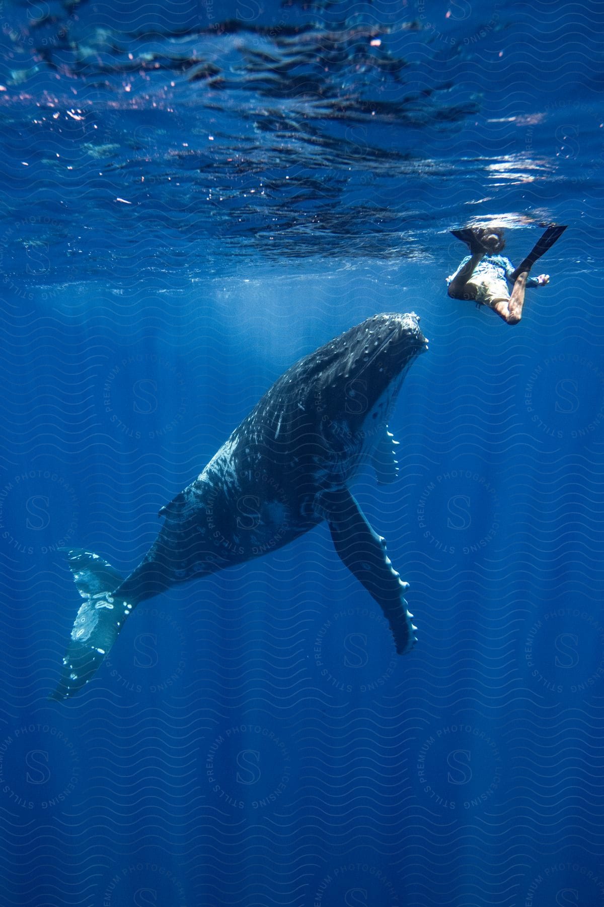 Humpback whale next to a diver and the sun's reflection coloring the blue sea