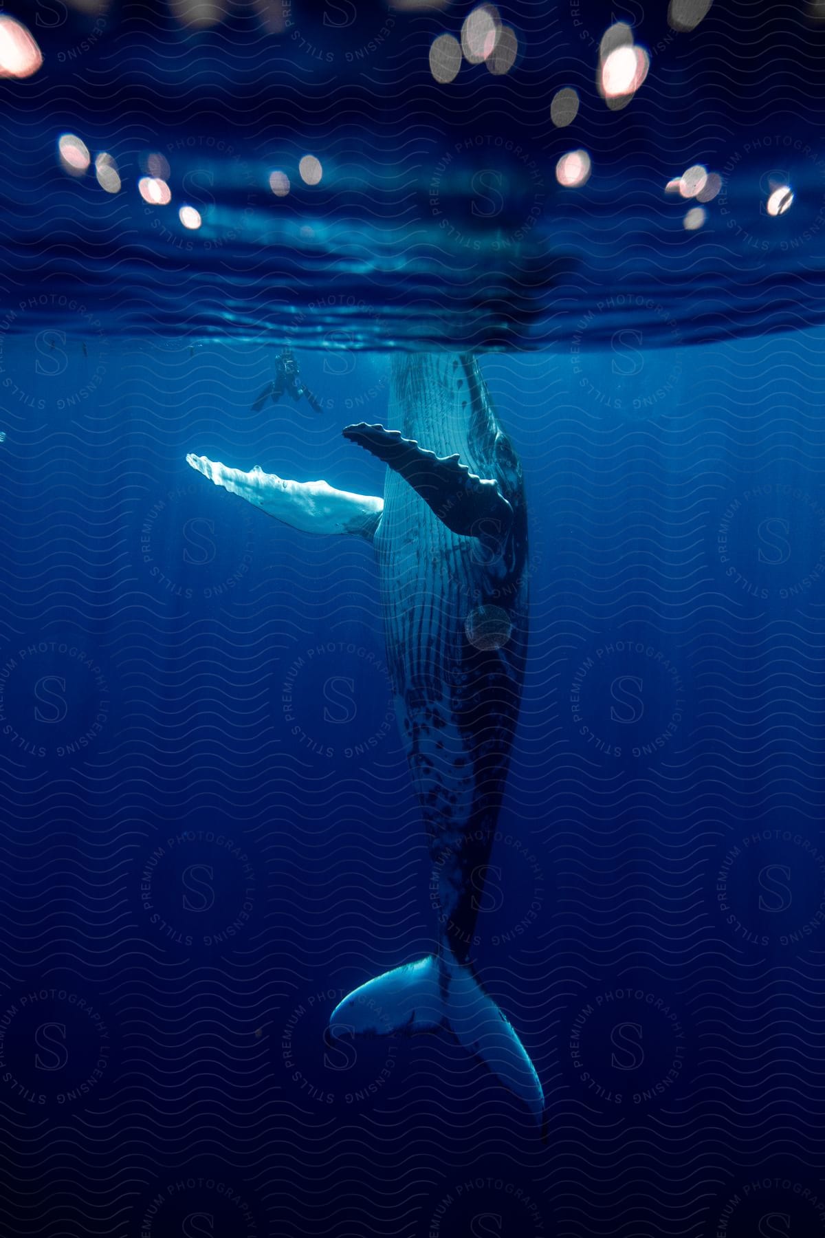 a whale vertically underwater