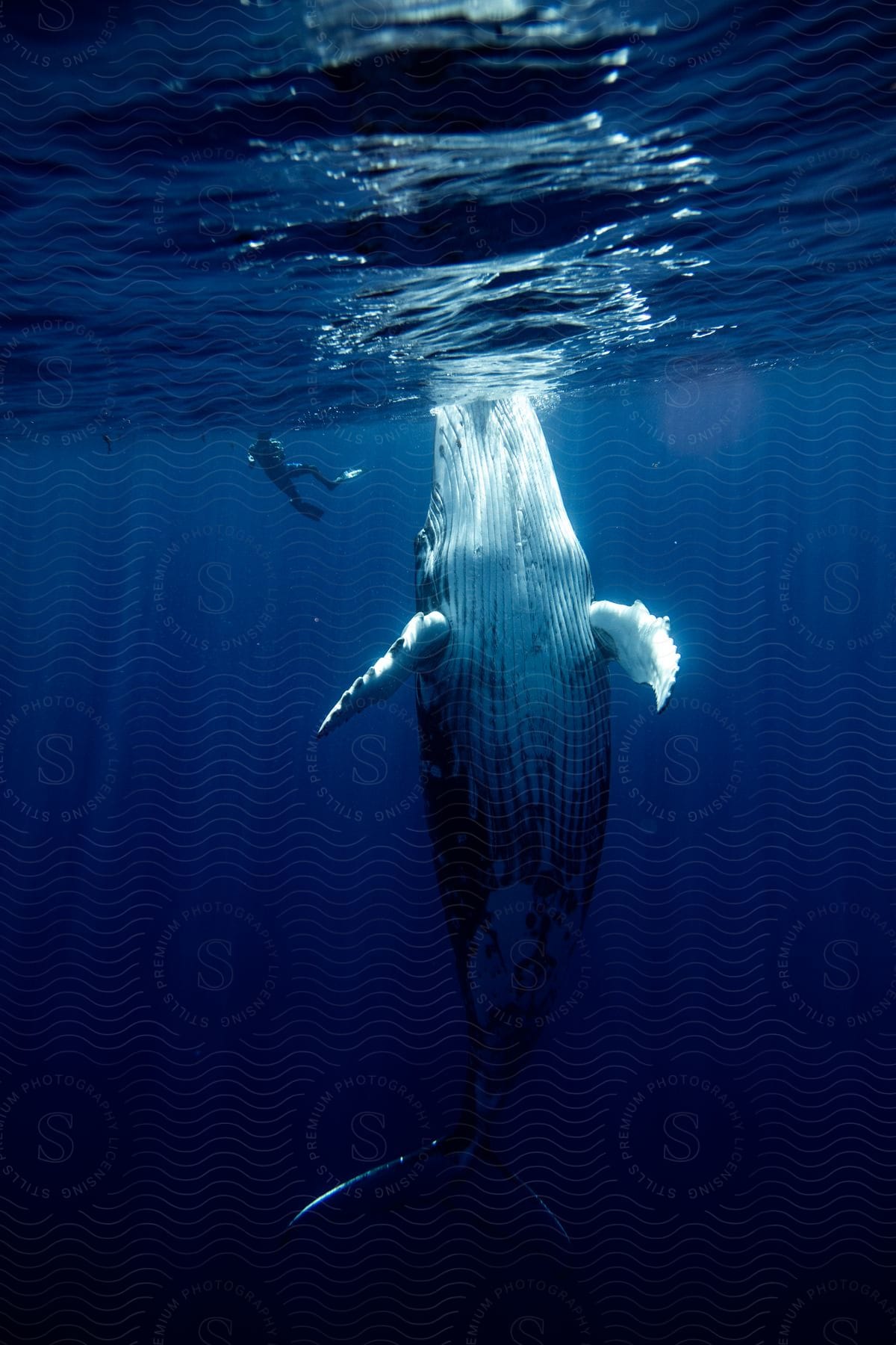 A Person In Diving Gear Is Swimming Alongside A Large Whale In The Deep Blue Ocean