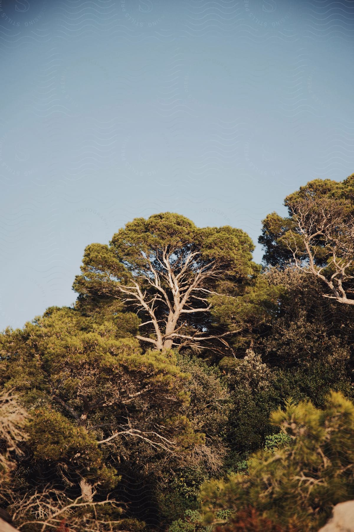 Trees and bushes of a forest on a blue sky day