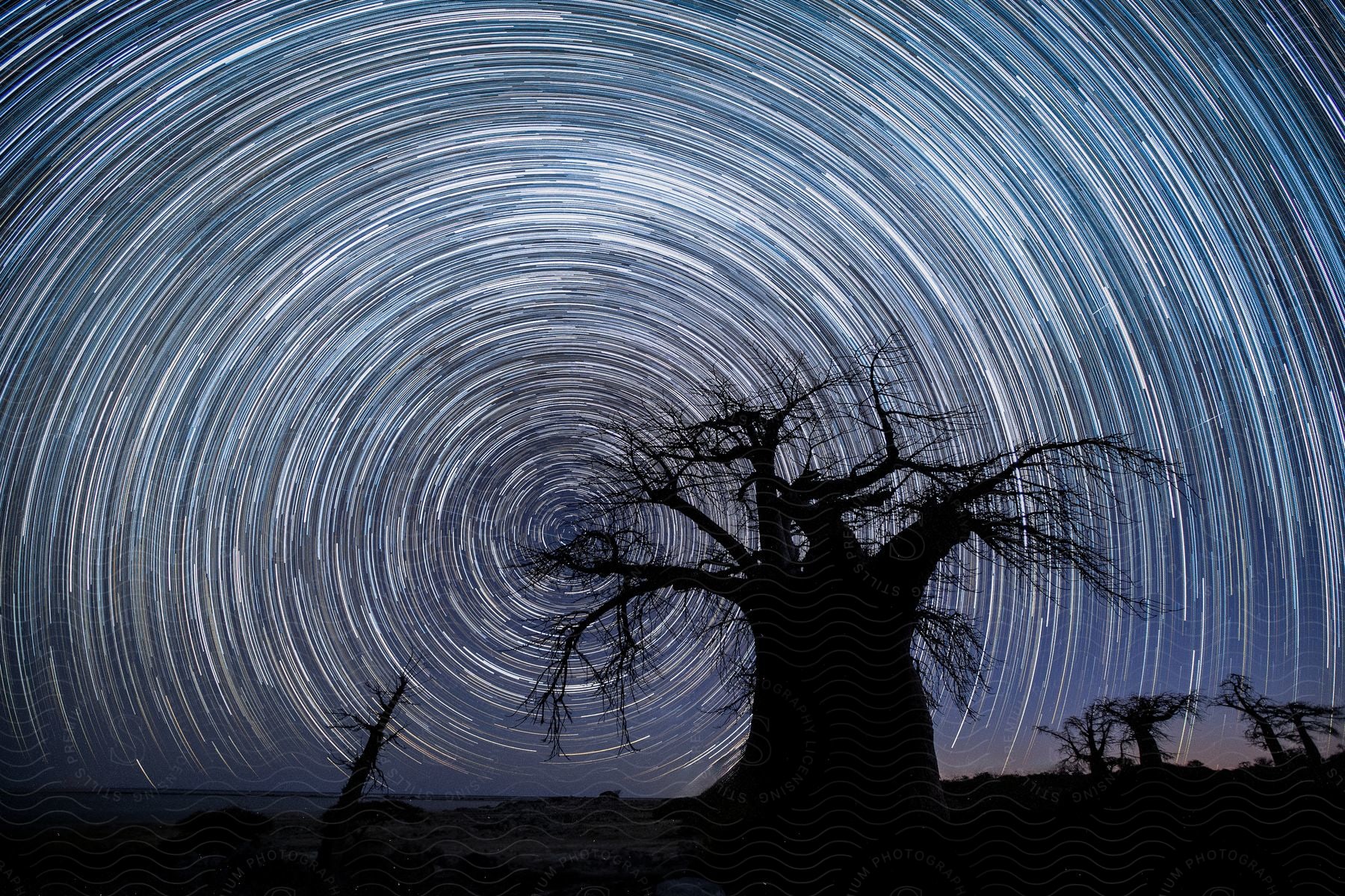 A beach with stars circling in the night sky behind the silhouette of a tree.