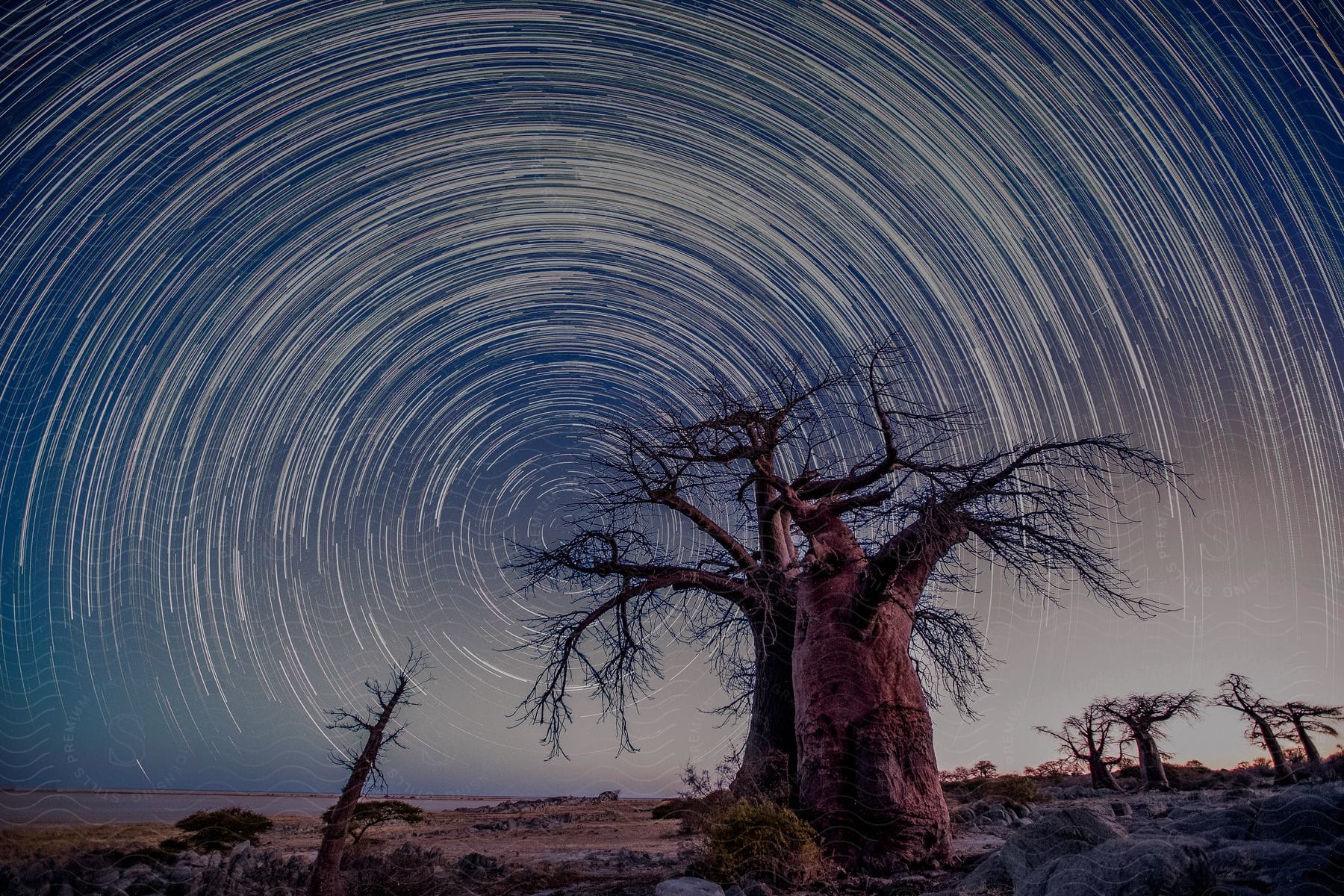 Trees stand near the coast as the stars spin in the sky