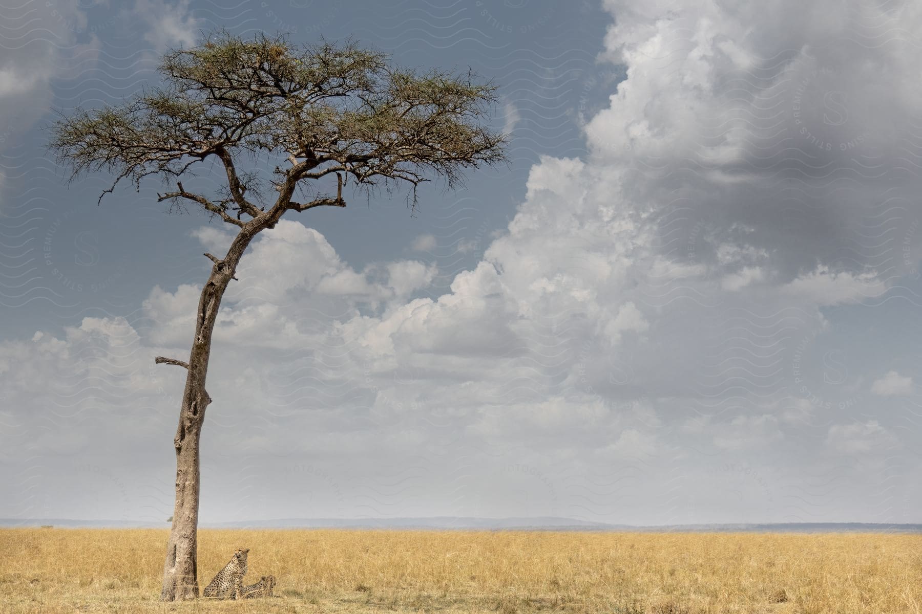 A jaguar rests on a solitary tree in a golden field, with white clouds and blue sky in the background.