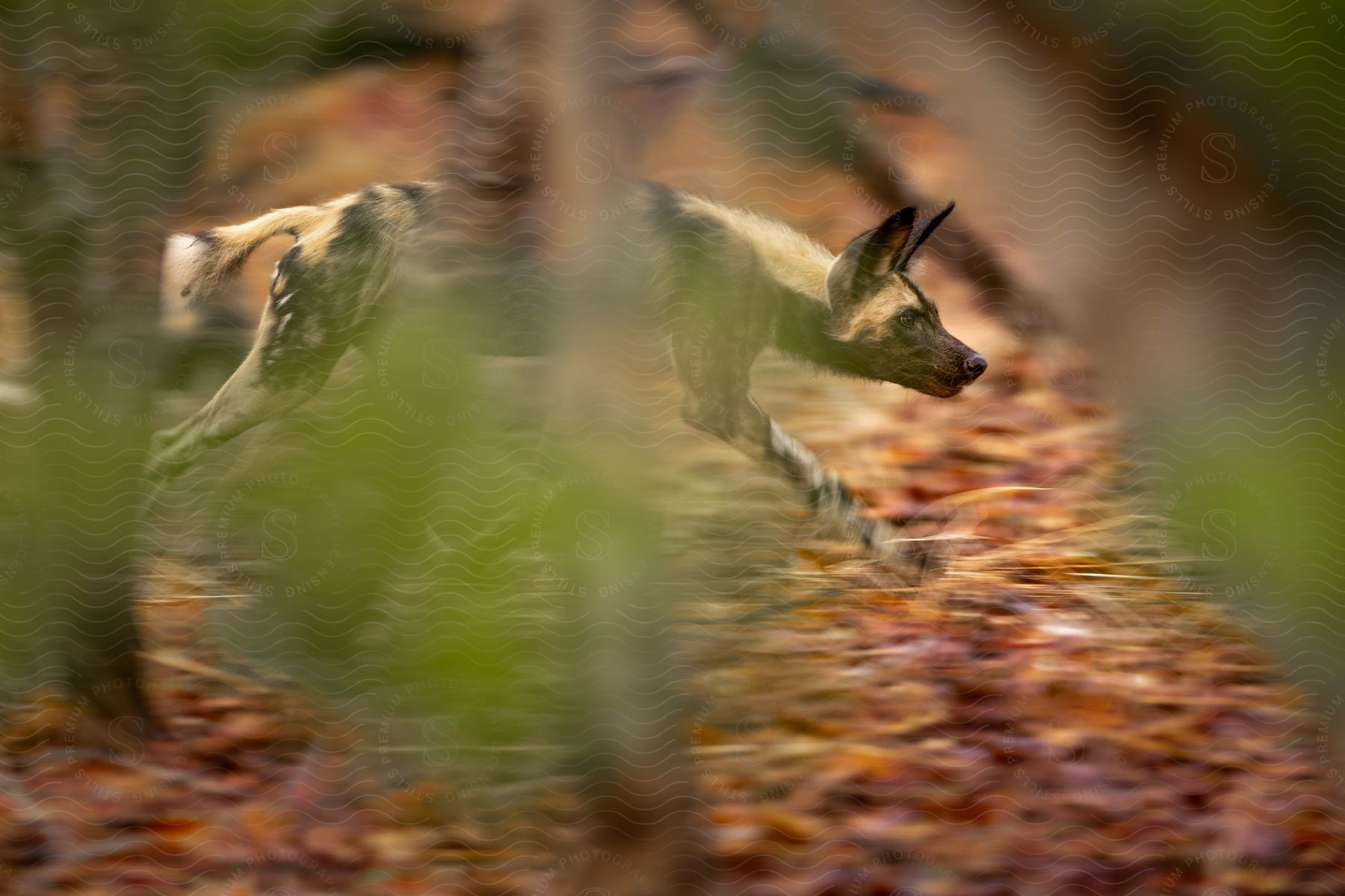 A spotted dog running through a forest.