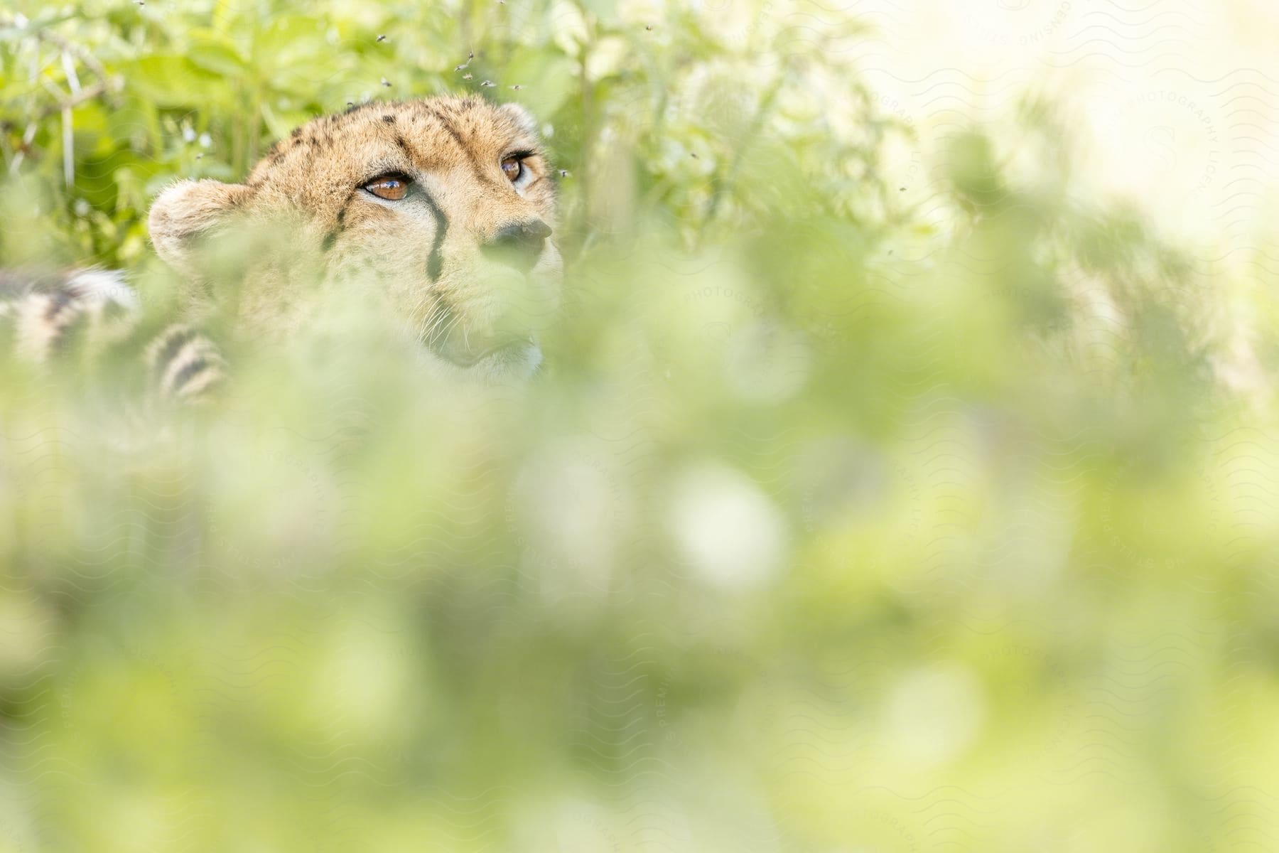 A puma hiding in a bush