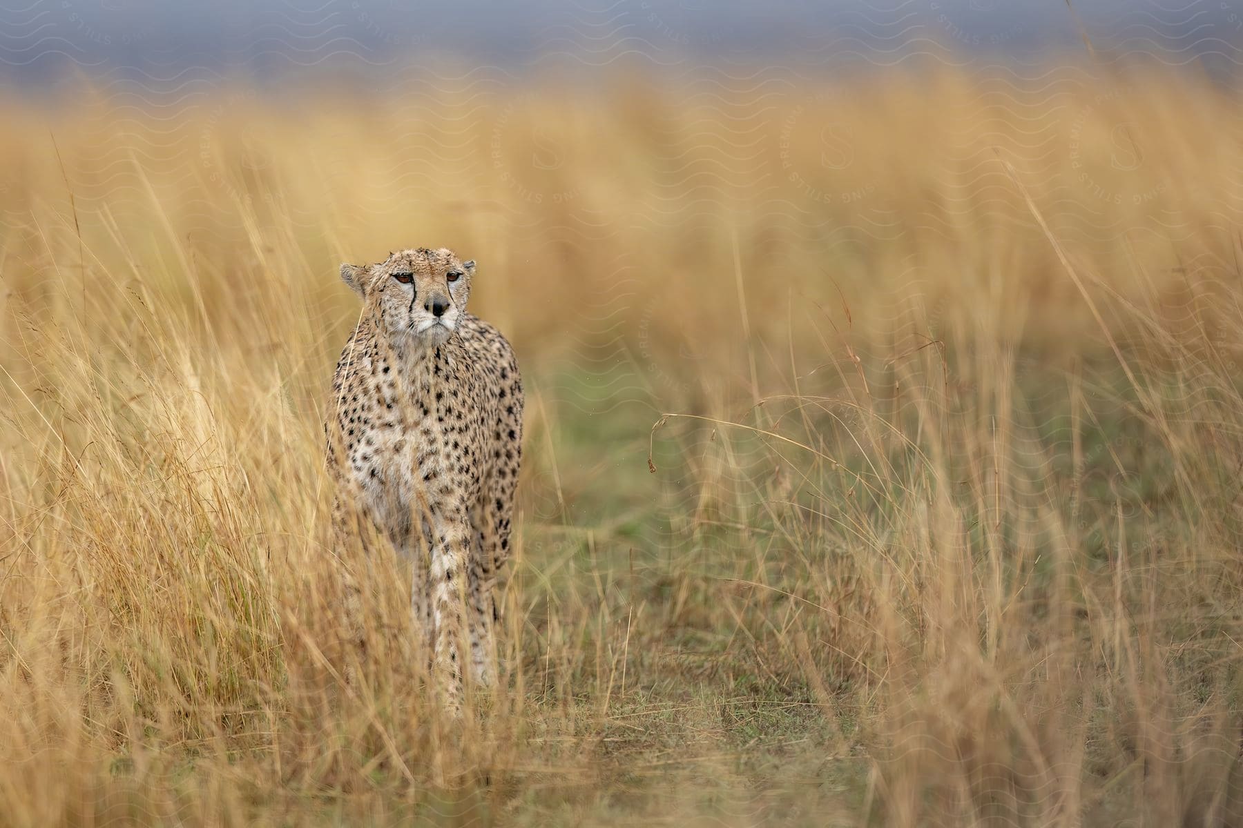 A cheetah outdoors in a grassy area.