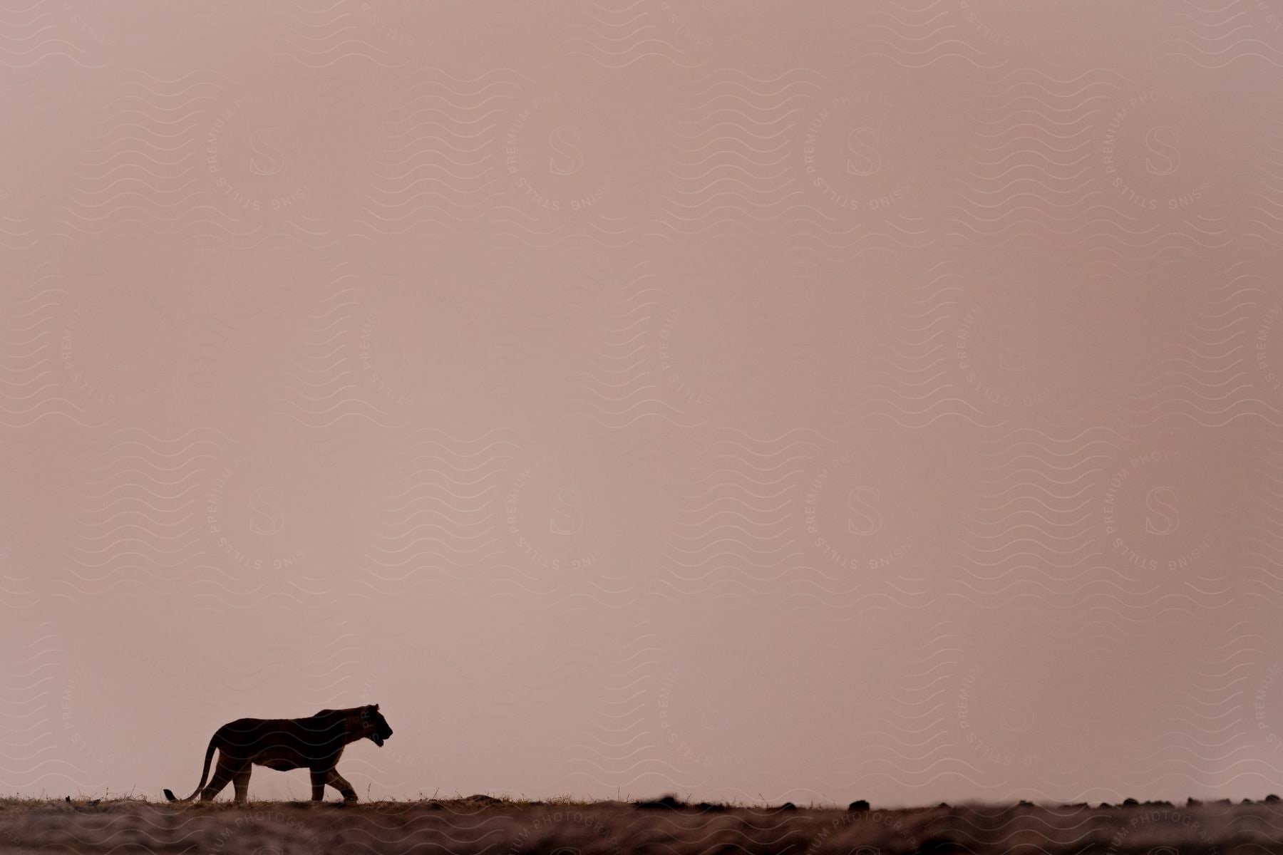 A tiger walks alone across a desert at sunset.