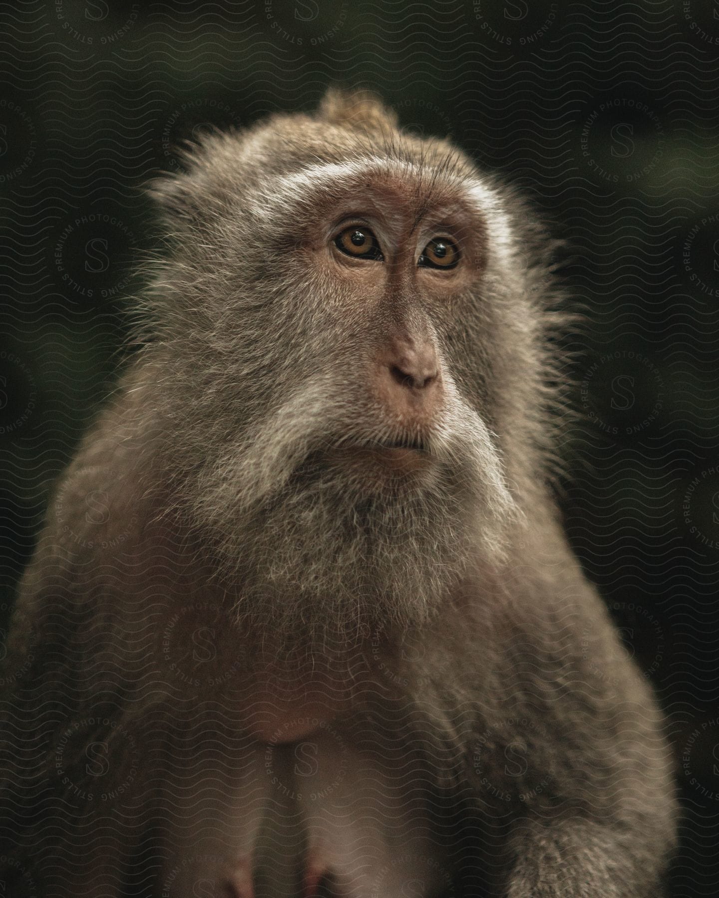 Close-up of a macaque monkey against a dark background.