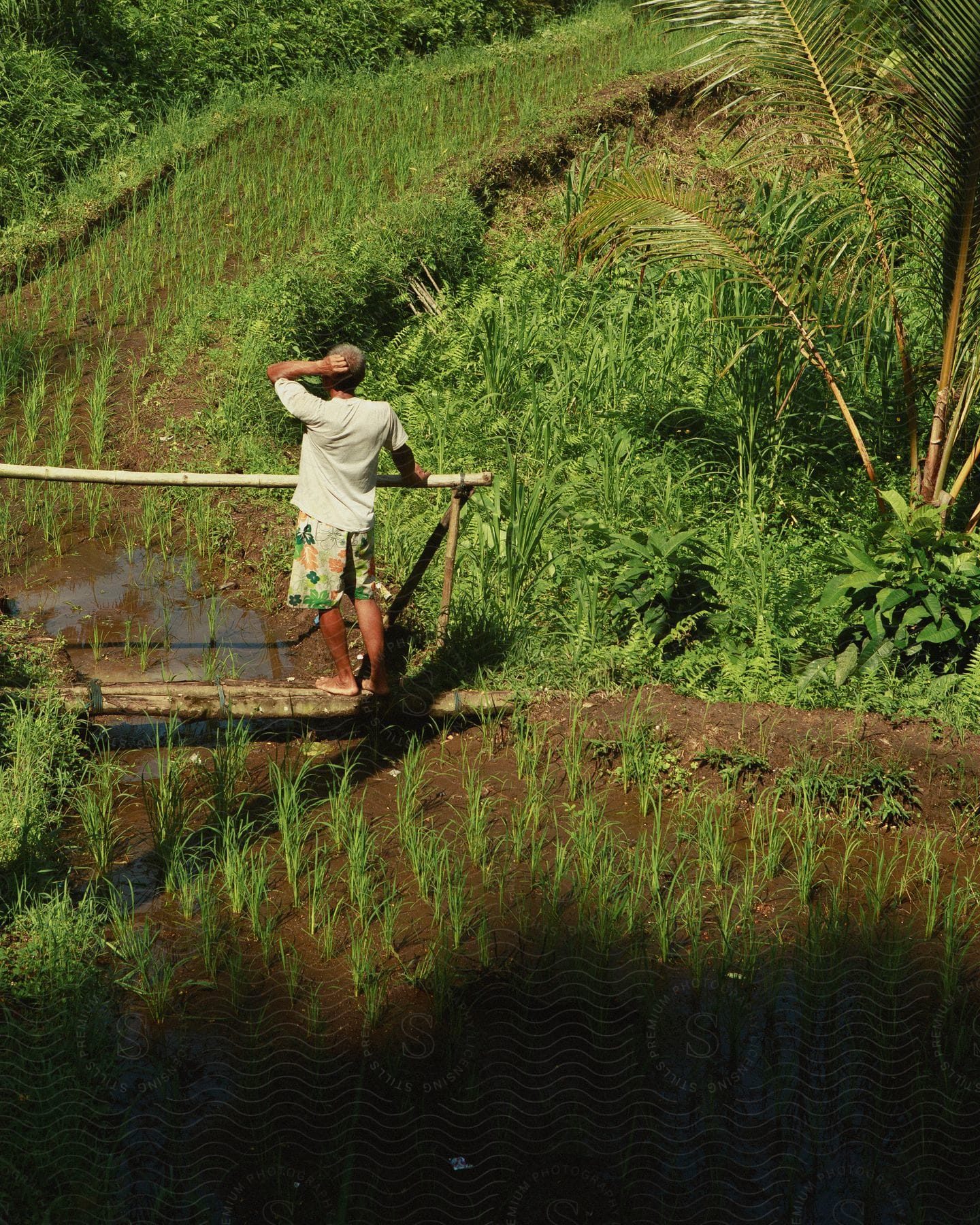 Stock photo of a man standing at an improvised wooden bridge over a small stream, scratching his head while looking at his small plantation in the woods