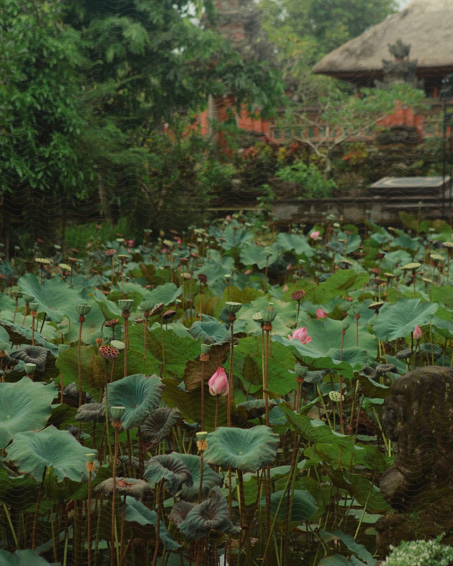 A garden of lotus outside a thatch roofed house.