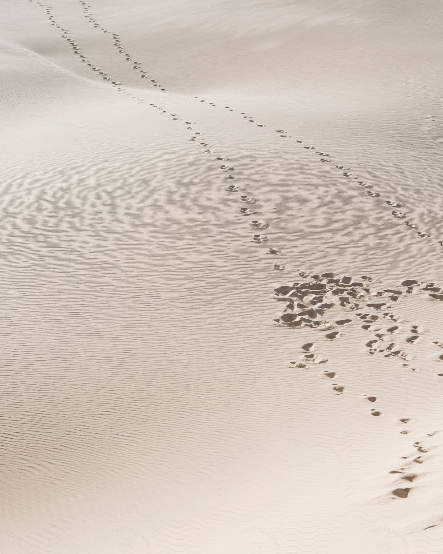 Two sets of footprints cross the desert and meet a cluster of overlapping footprints.