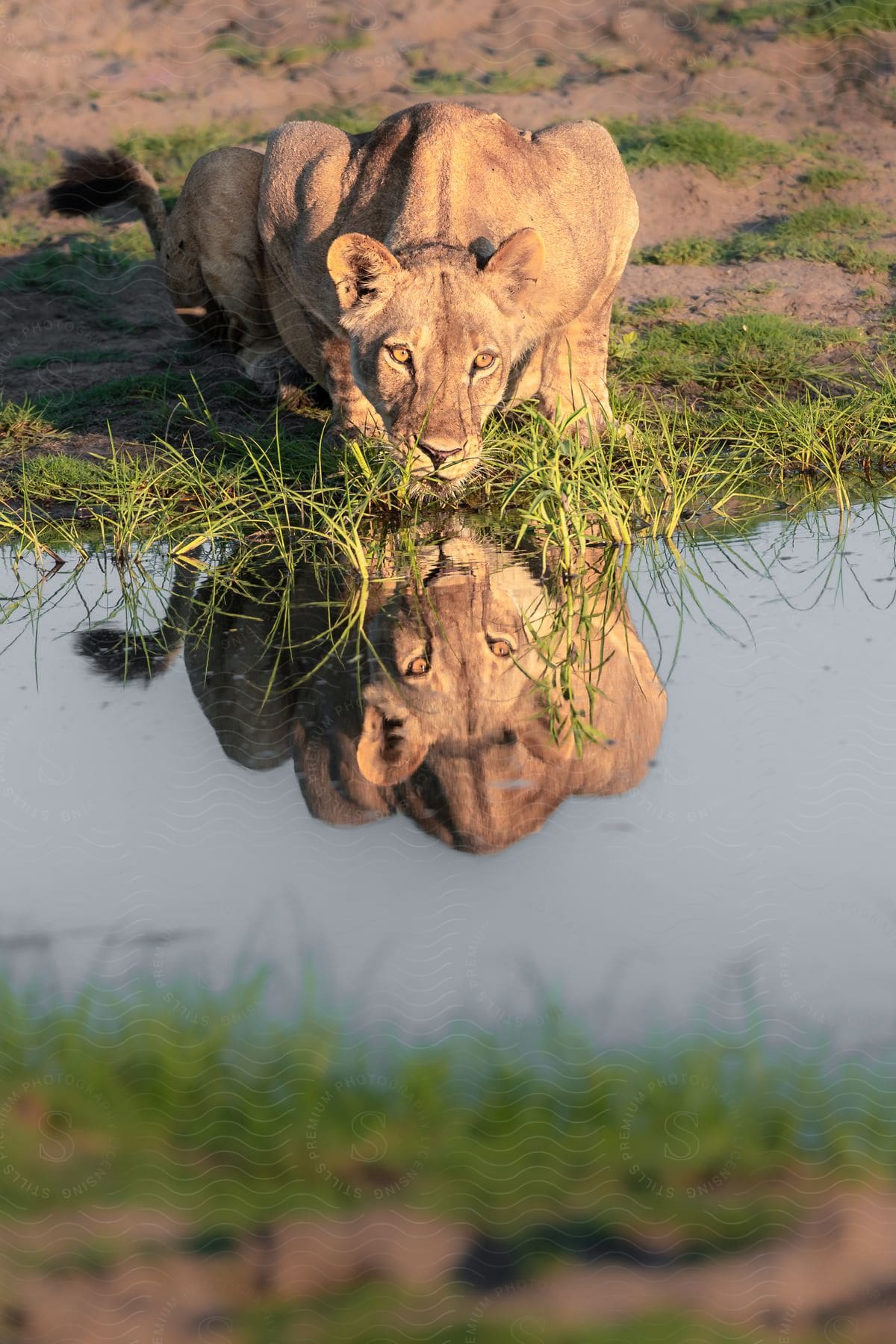 A lioness is lying down looking forward intently with her reflection apparent in a pool of water in front of her.