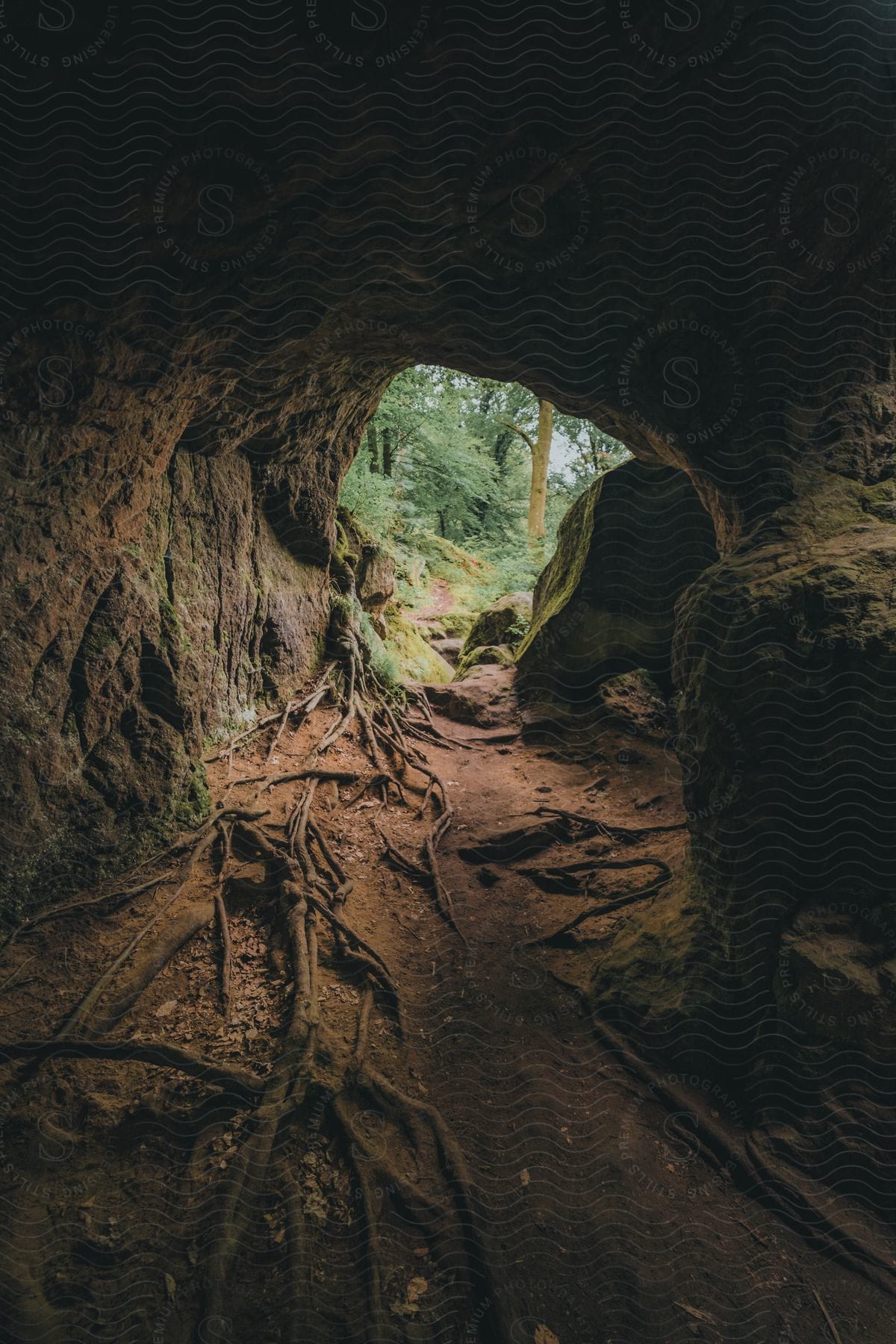 An old cave, its entrance adorned with descending tree roots, overlooks the forest. Outside, the landscape is adorned with trees and grasses, visible from within the cave.