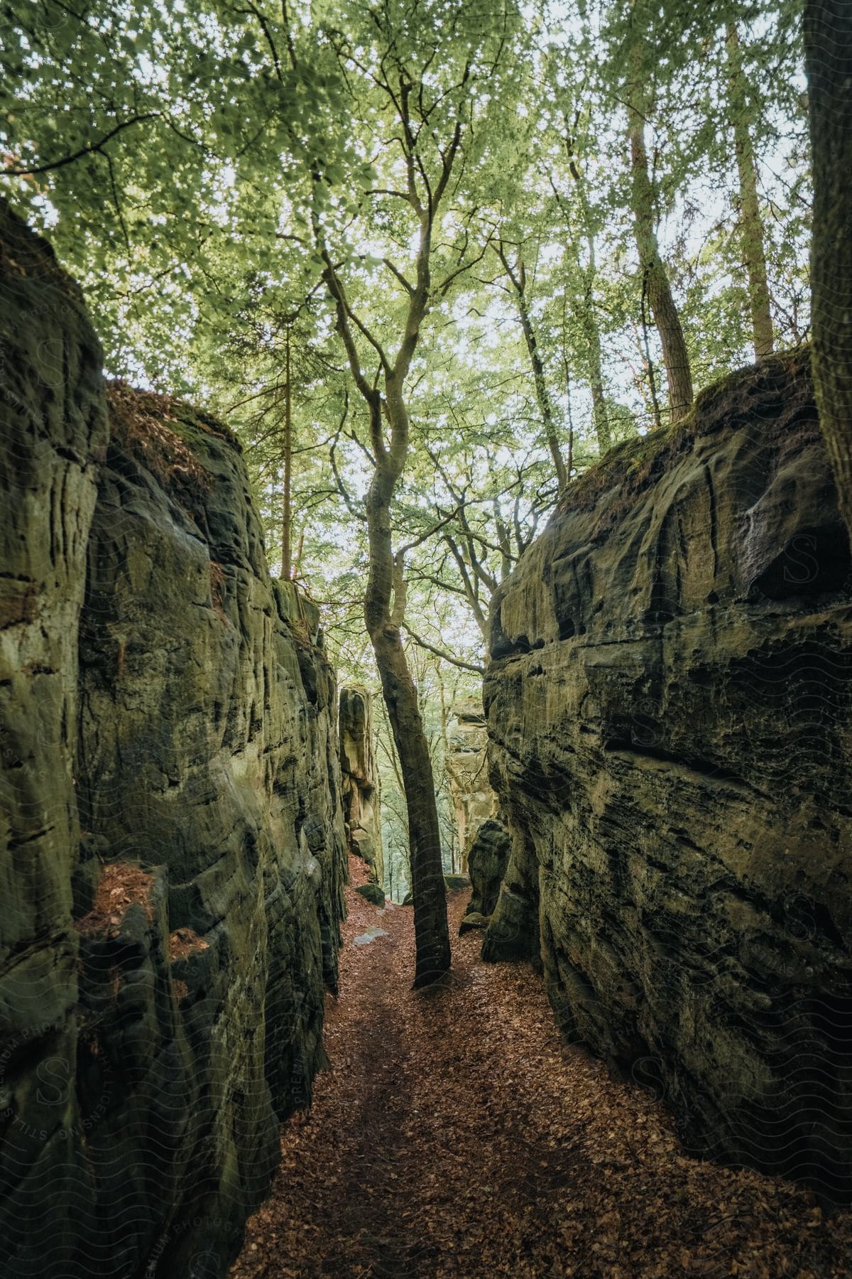 Natural environment with geological rocks and greenish trees in a forest during the day.