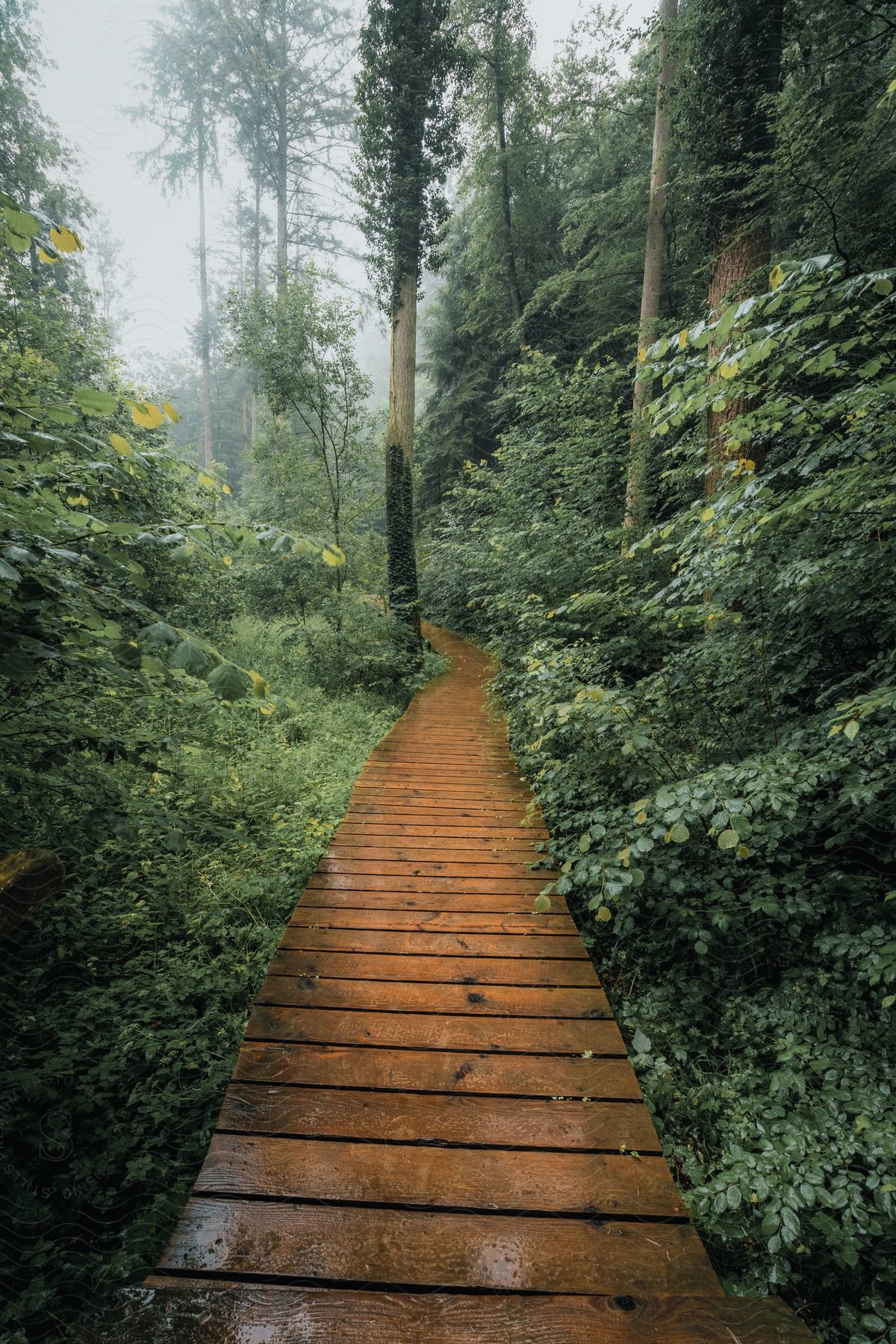 Wooden Dock In The Middle Of A Greenish Forest On A Cloudy Day