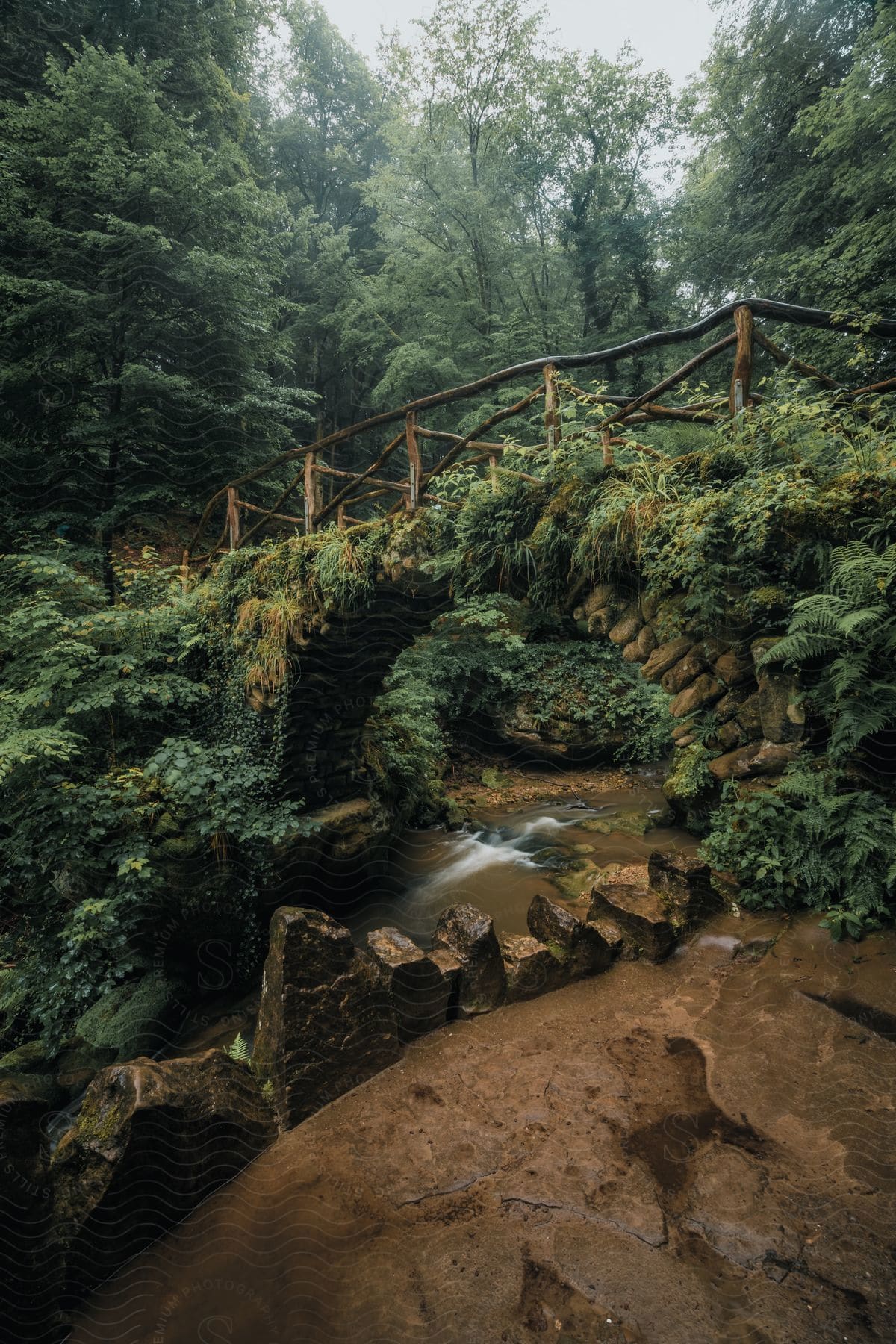 Bridge over a river in the middle of a forest.