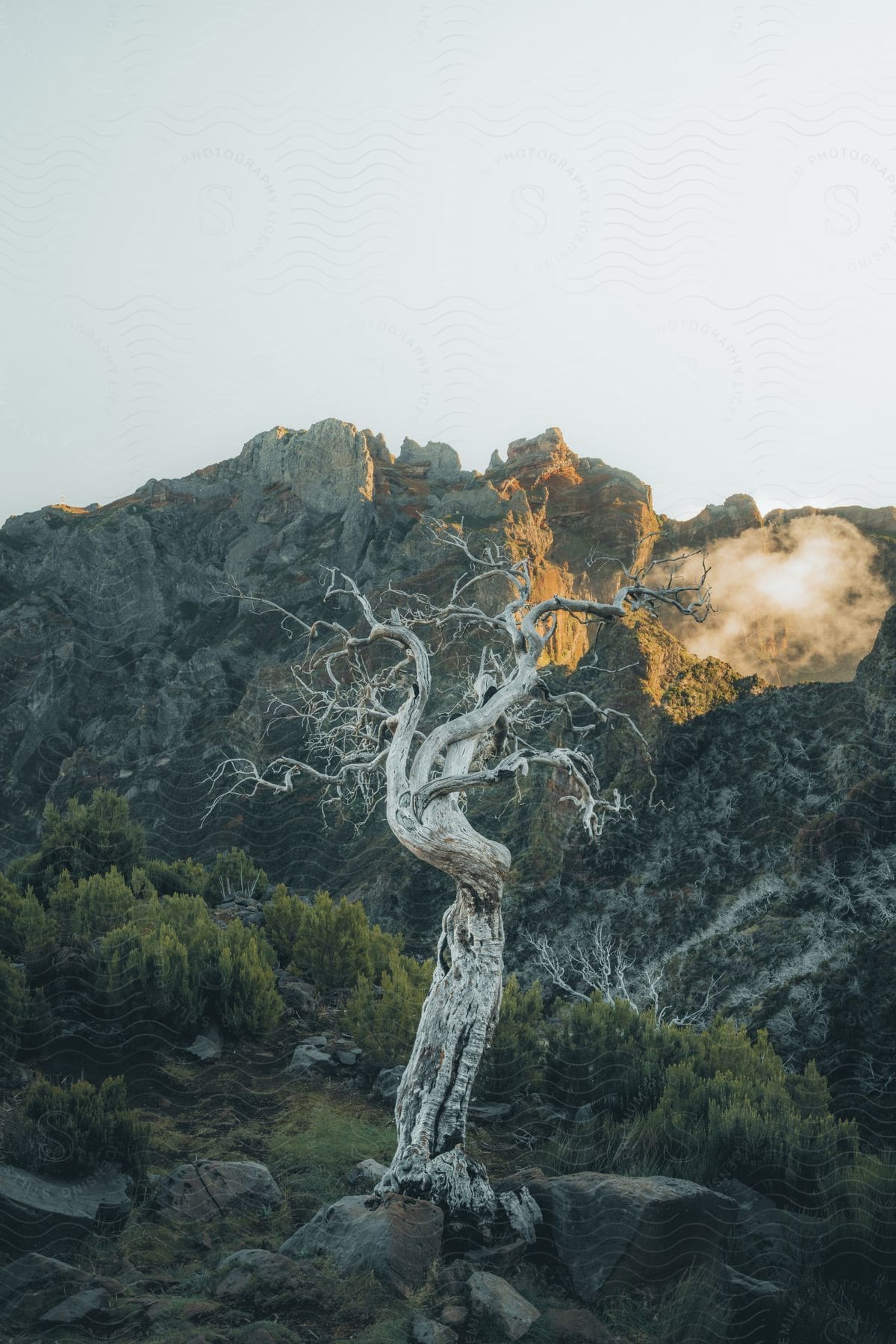 An ancient, gnarled tree stands alone against the rugged mountain backdrop, bathed in the first light of day.