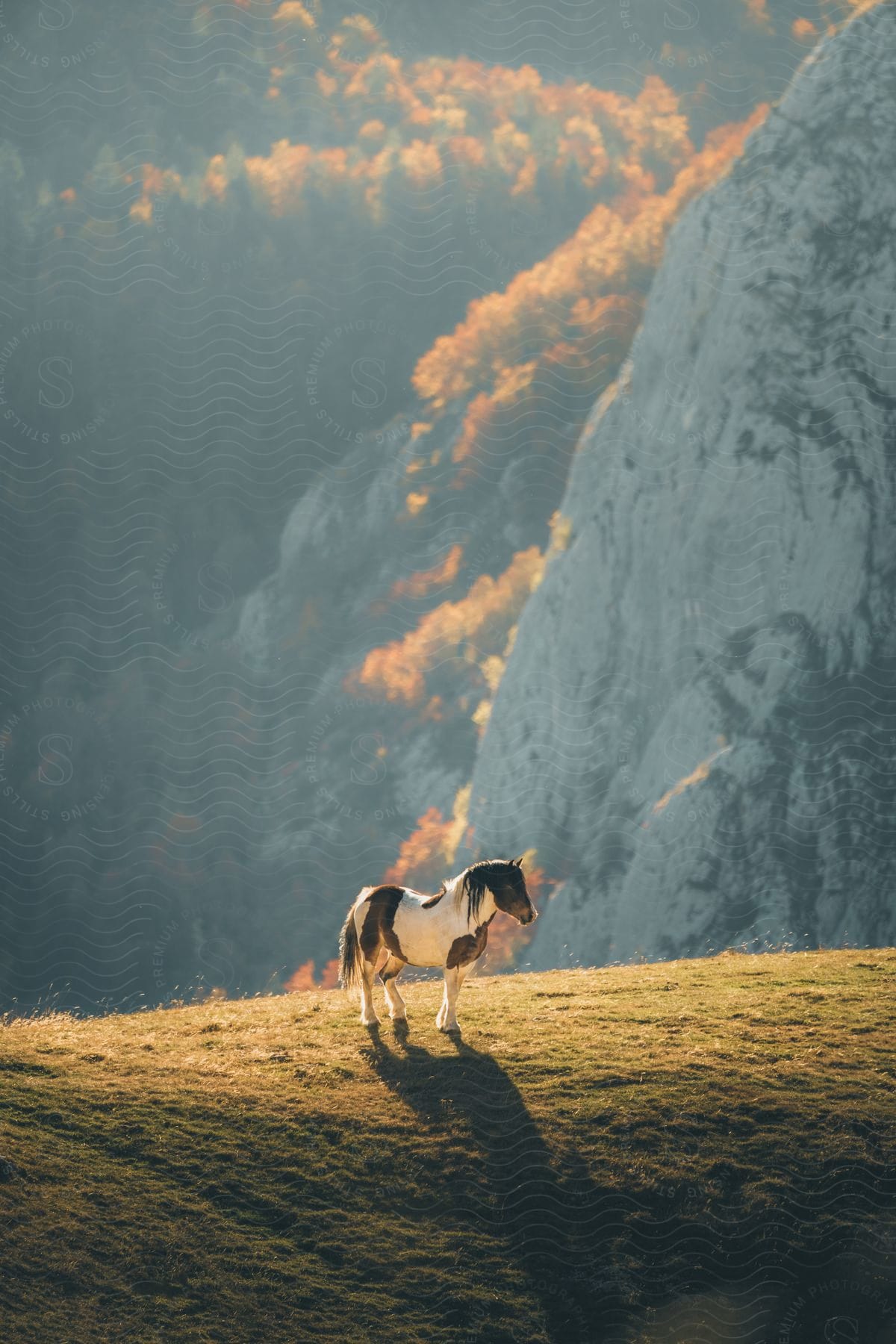 Horse standing on a hill in the mountains