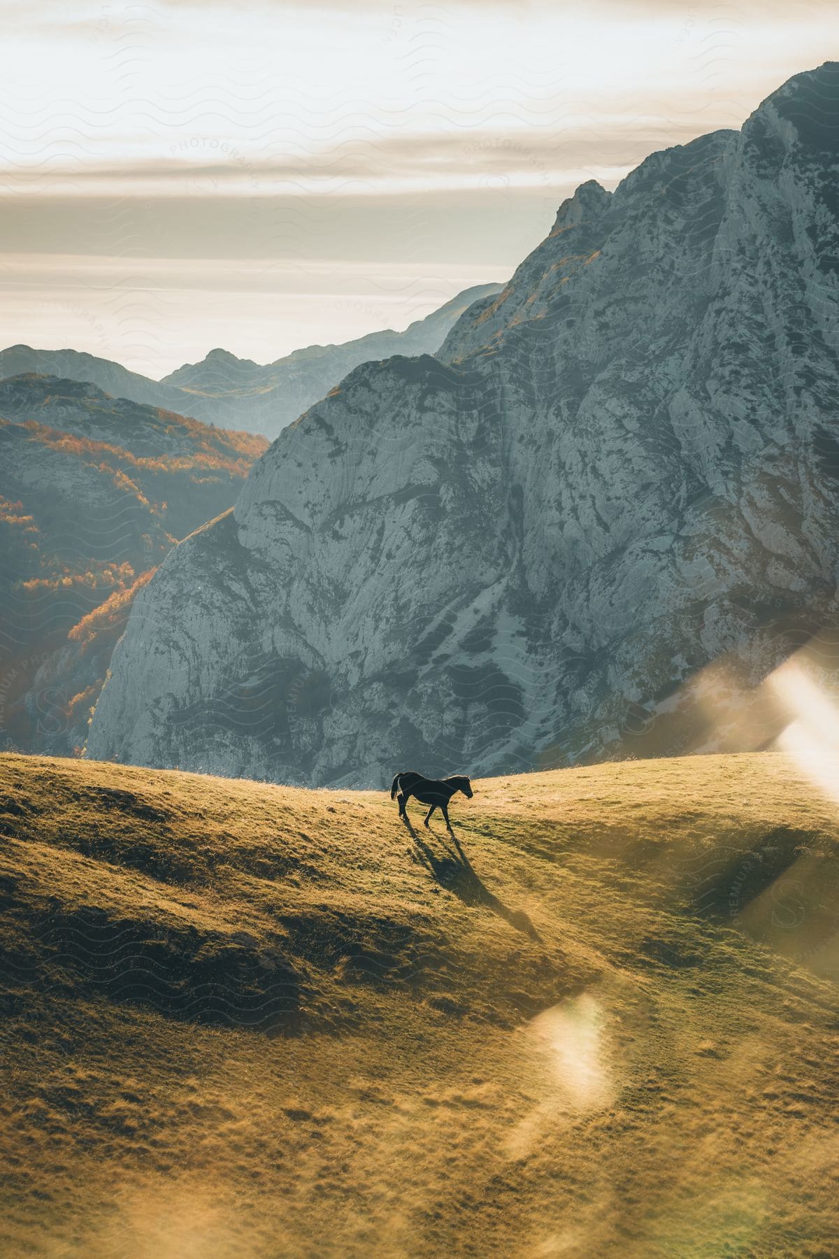 a black horse standing on a grassy hill, with a large mountain range in the background.