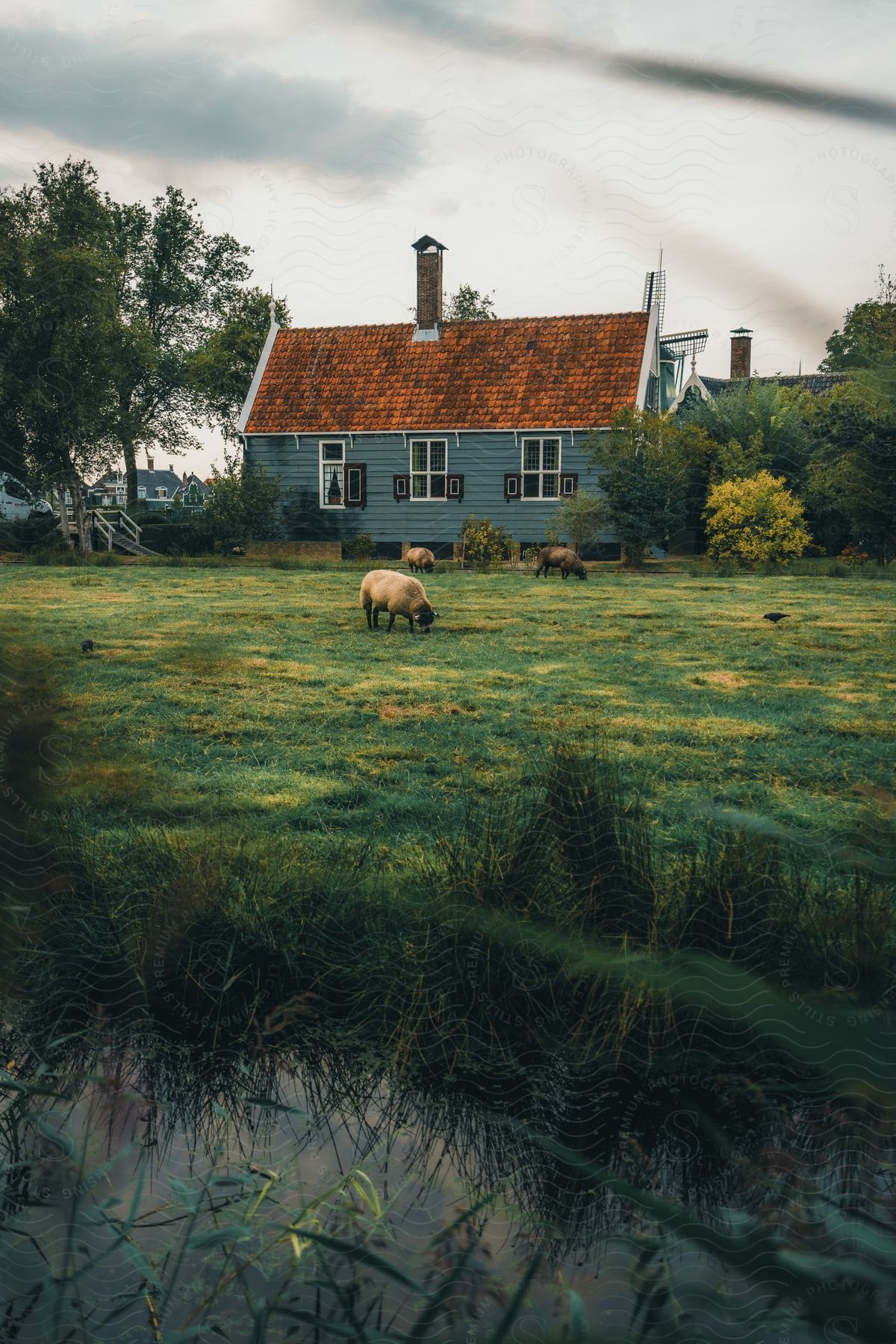 Wooden house with pasture with sheep on a morning with clouds and by a lake