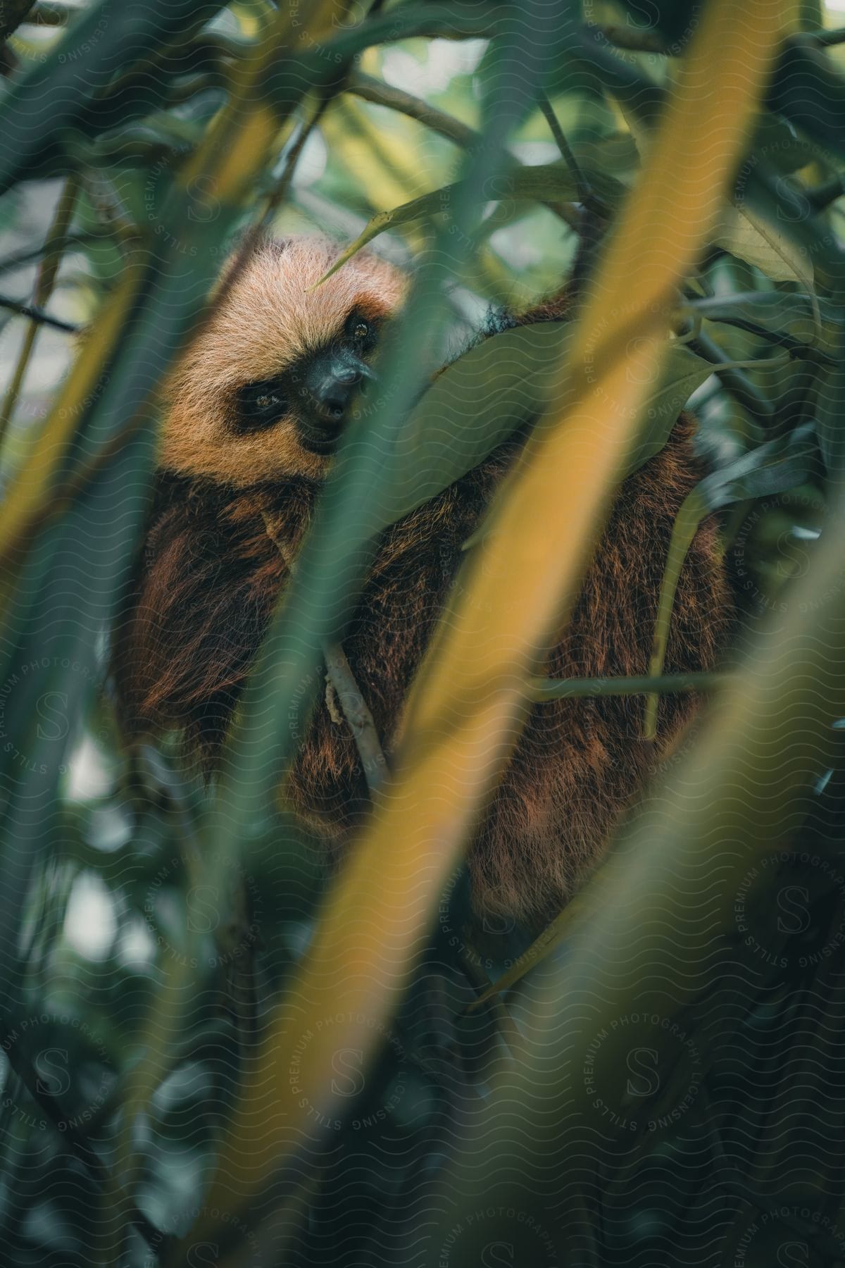 A small jungle animal with a light tan face sits in lush, thick vegetation.