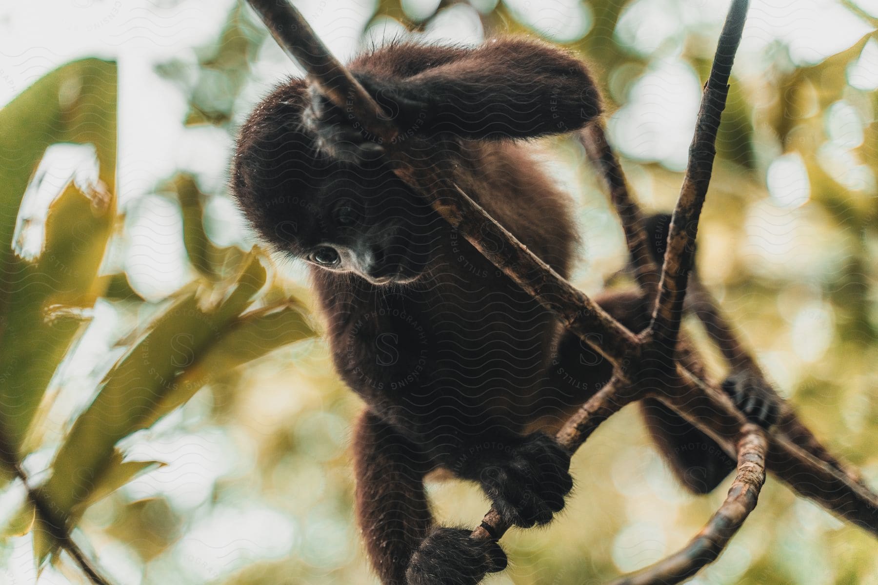 Spider monkey hanging from a tree branch, with a blurred green foliage background.