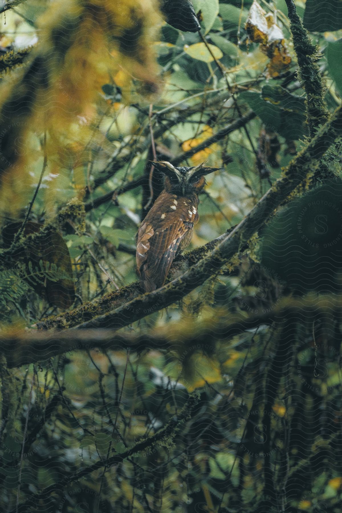 An owl sits on a tree branch in the forest