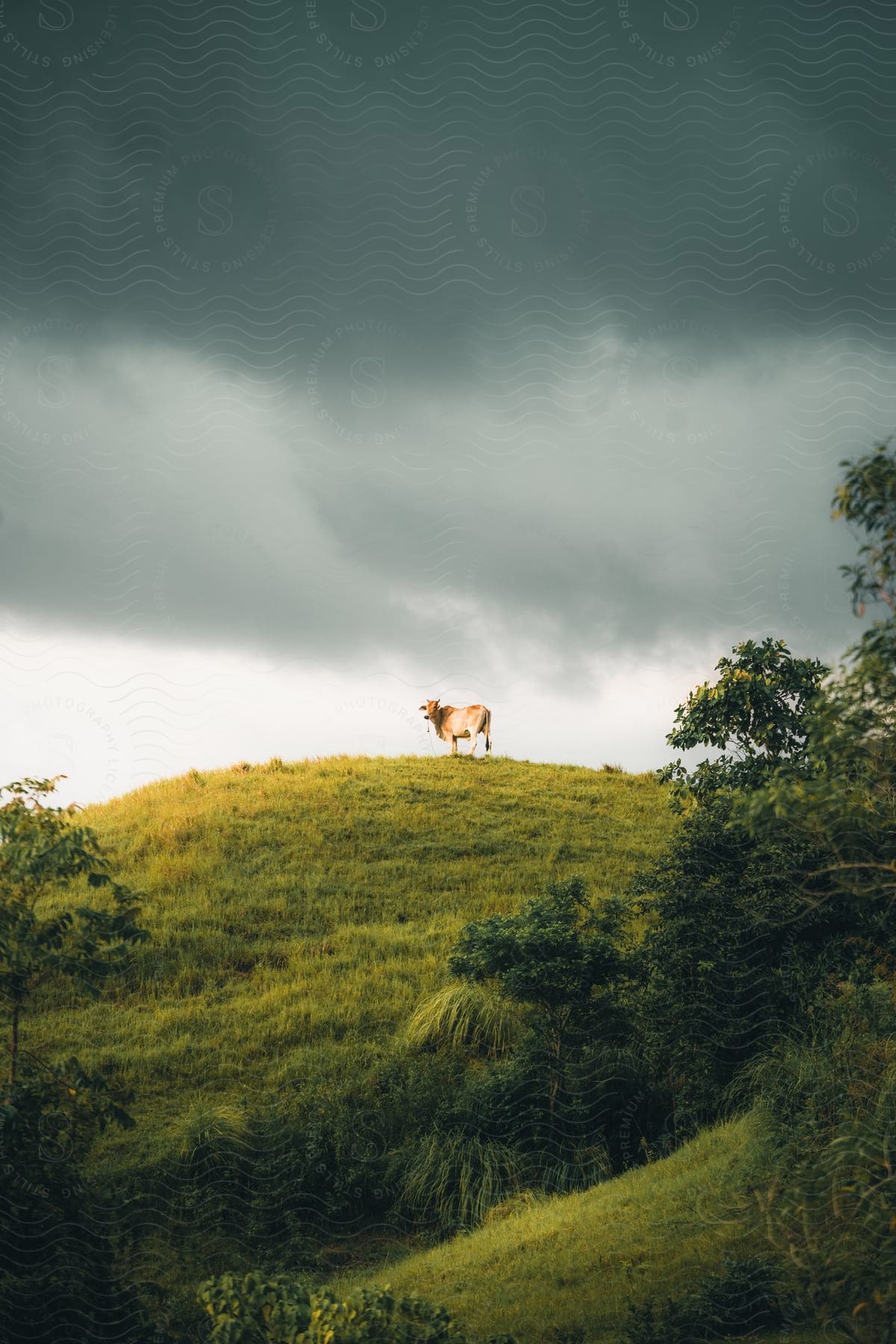 Cow on the peak of a hill in nature on a clear day with black clouds.