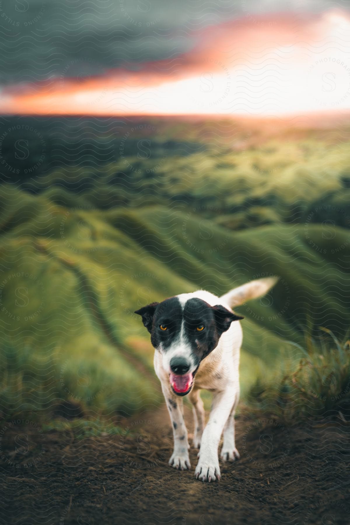 A dog stands on a hilltop with hills and mountains in the distance
