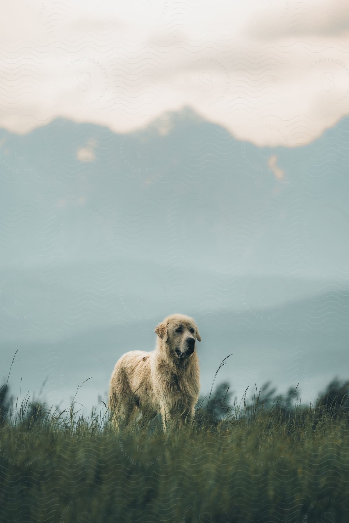 A dog amidst tall grass with misty mountains under an overcast sky