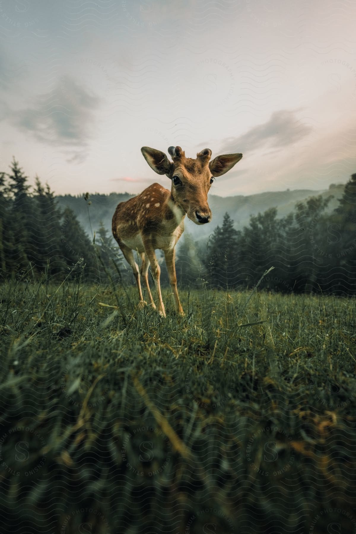 Fawn on a hill in the grass with trees around in the forest on a morning