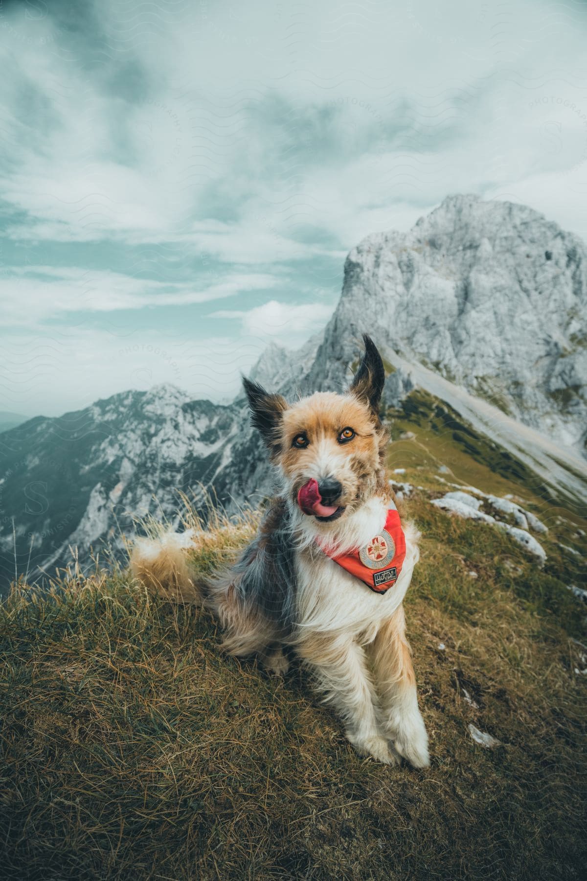 A view of a dog hiking up in the mountains