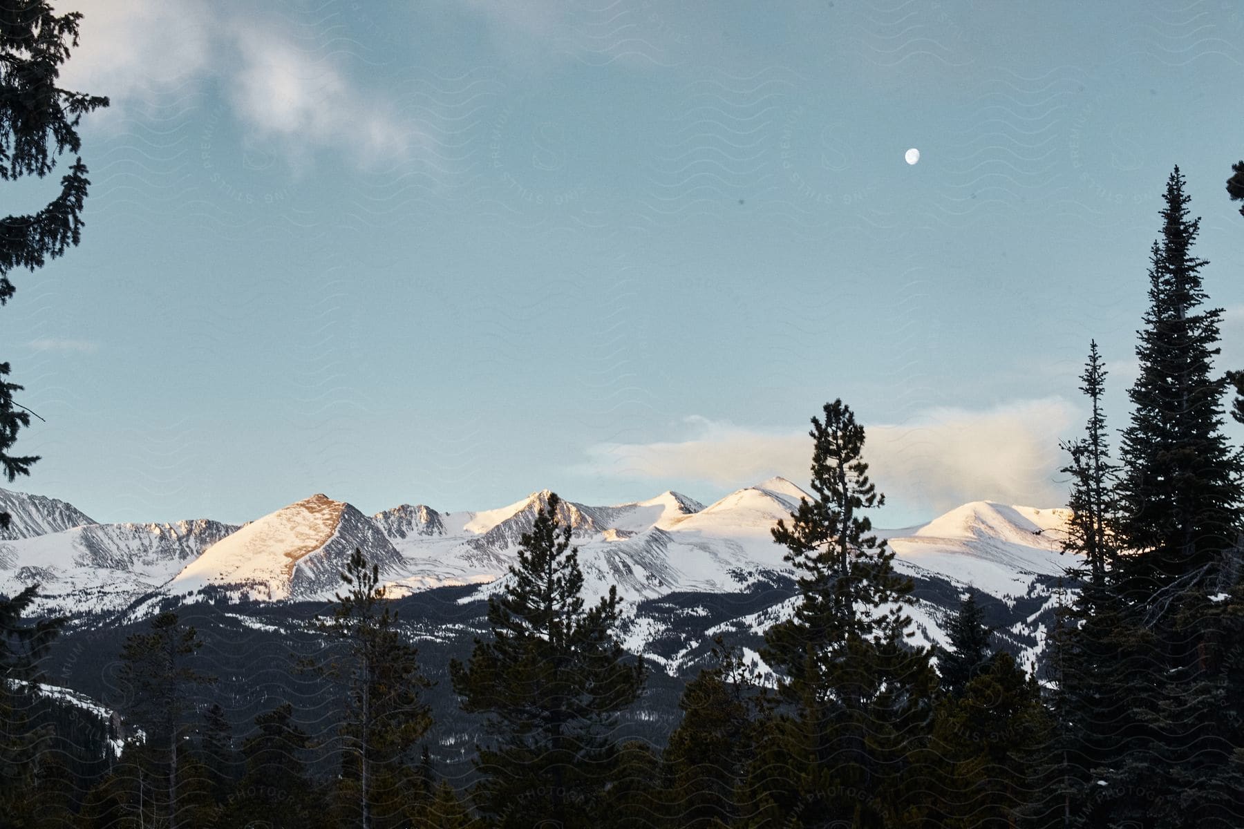 A view of some trees with snow covered mountains in the distance.