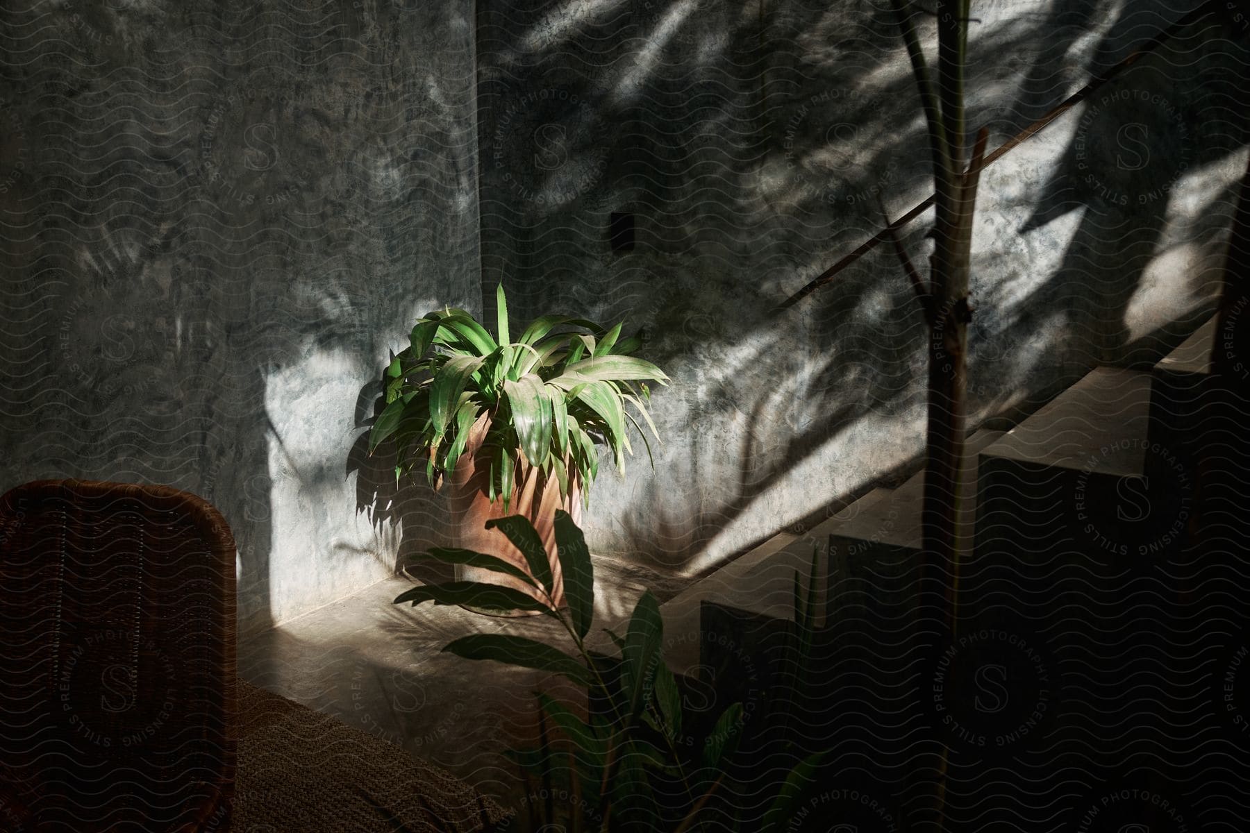 Potted plants decorating the corner of a room on a sunny morning.