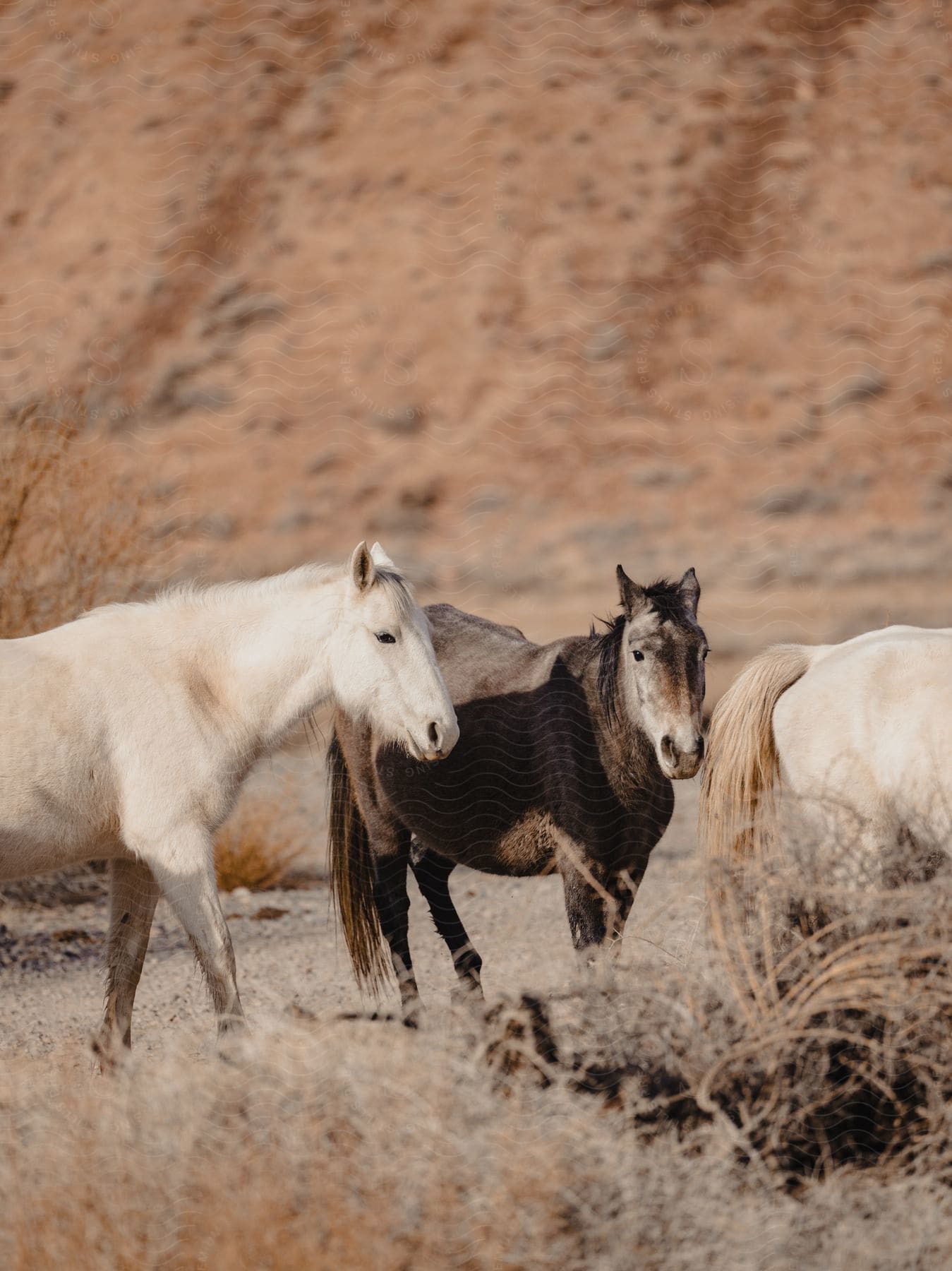 White and black horses on a dry ground