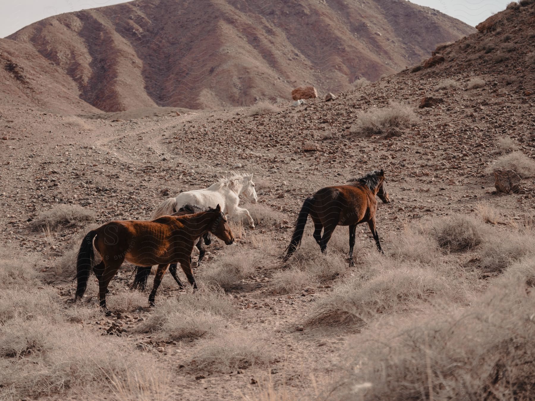 Group of horses walking on a dry mountainous terrain.