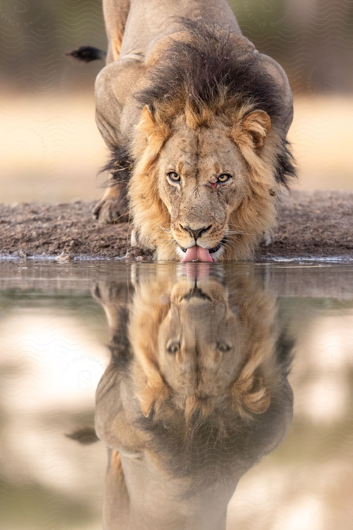 Lion drinking water in a lake that reflects his face and body