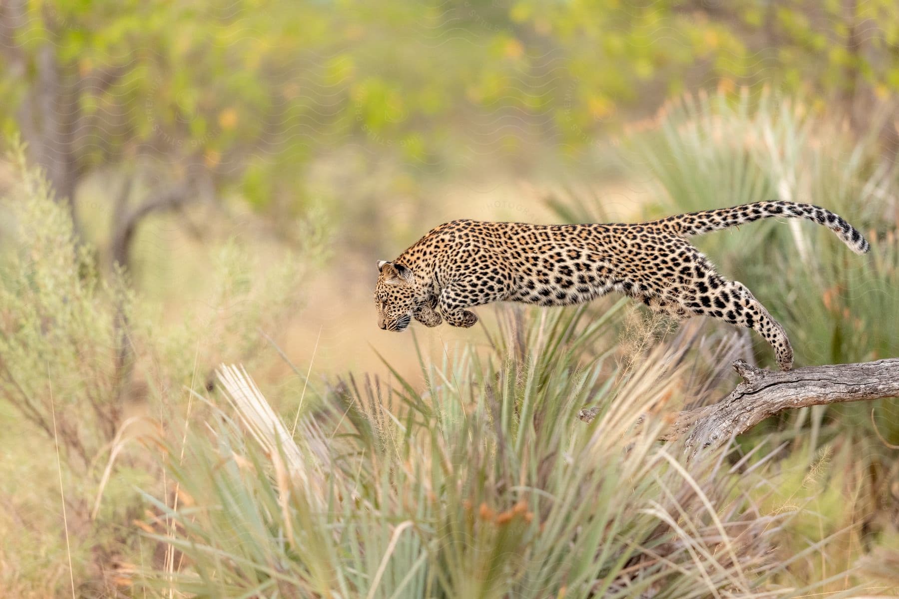 African leopard jumping from a log in the middle of the jungle.