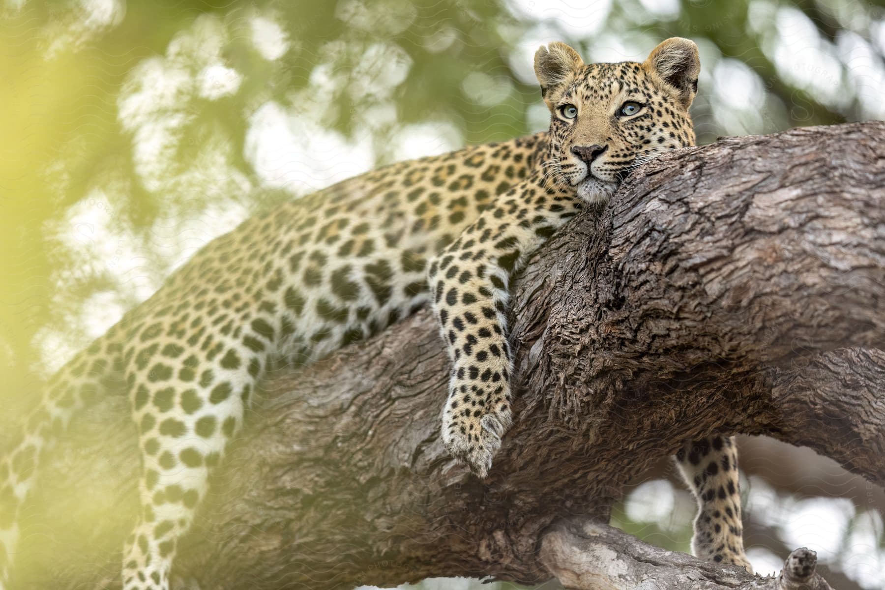 A young, alert leopard rests on a tree branch, its fur mottled and eyes intense.