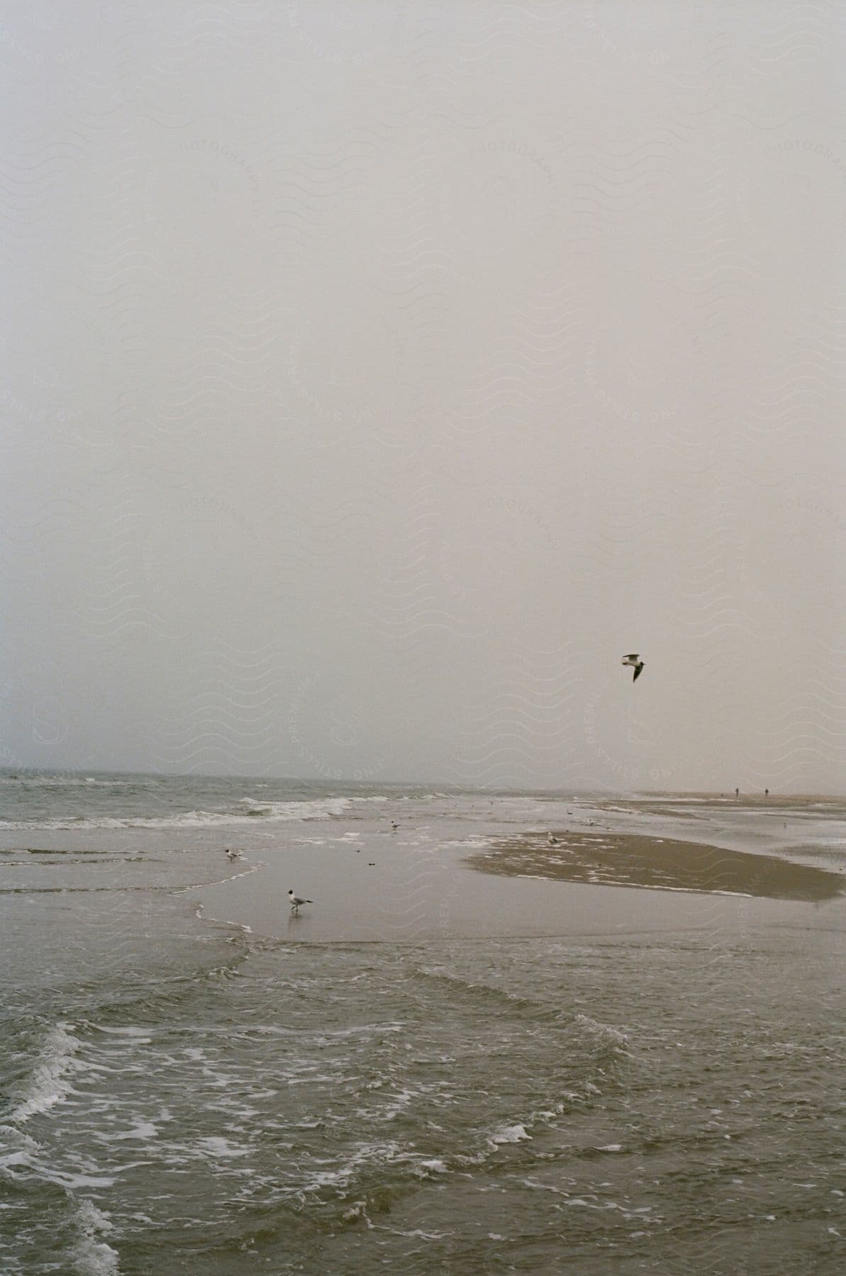 Waves wash upon a sandy beach as a seagull flies overhead under a gray sky.