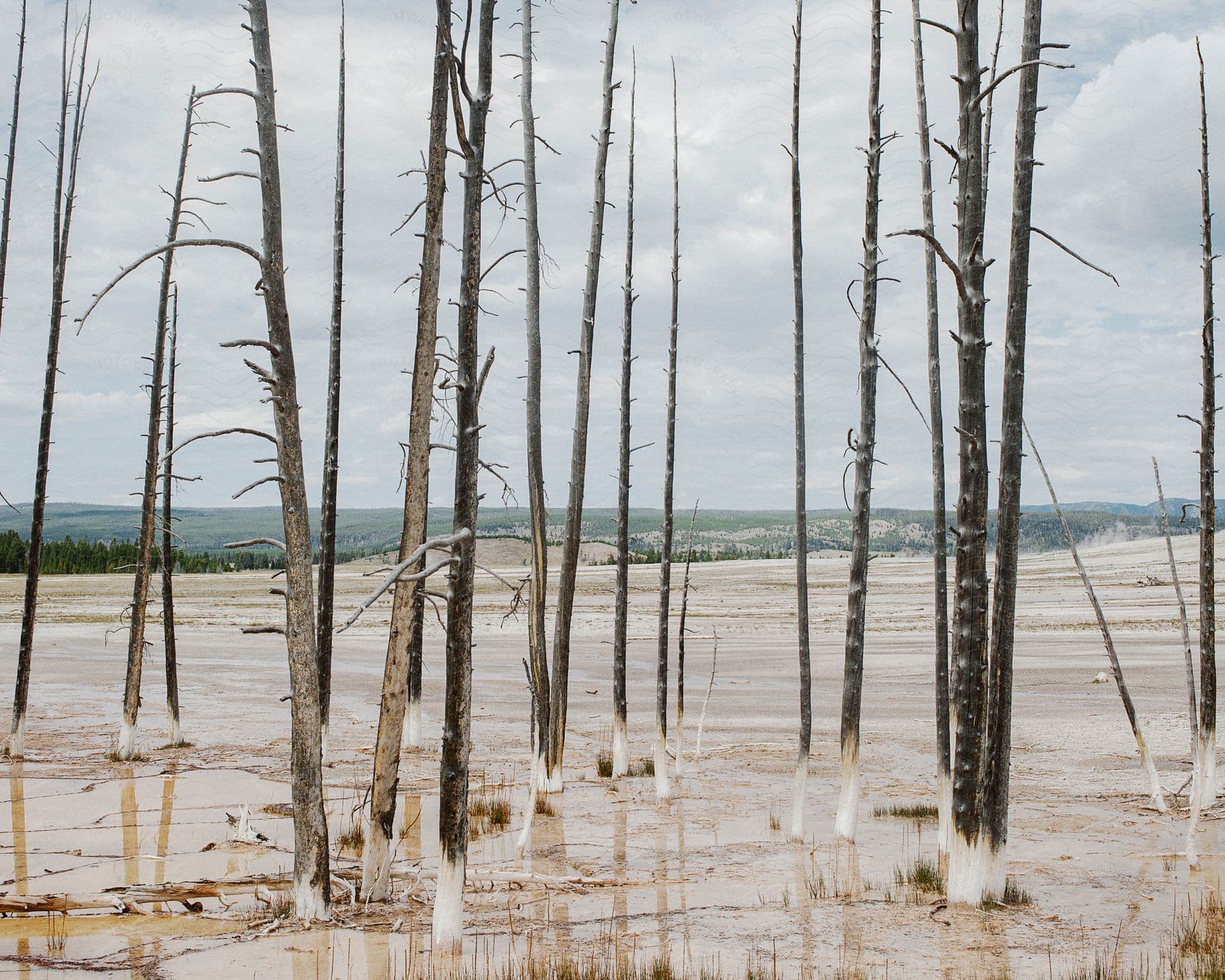 Thin trunks of dry dry trees in a swamp full of puddles on the ground