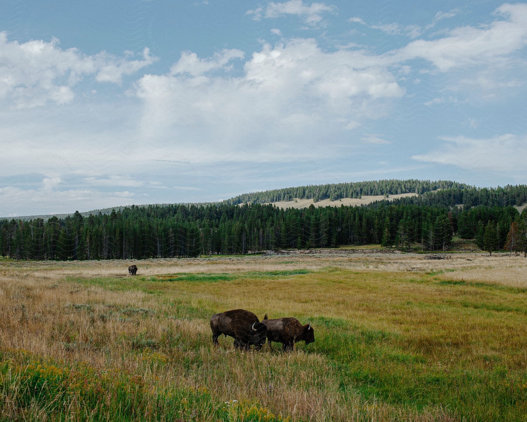 Bison are grazing in a field with a forest in the distance